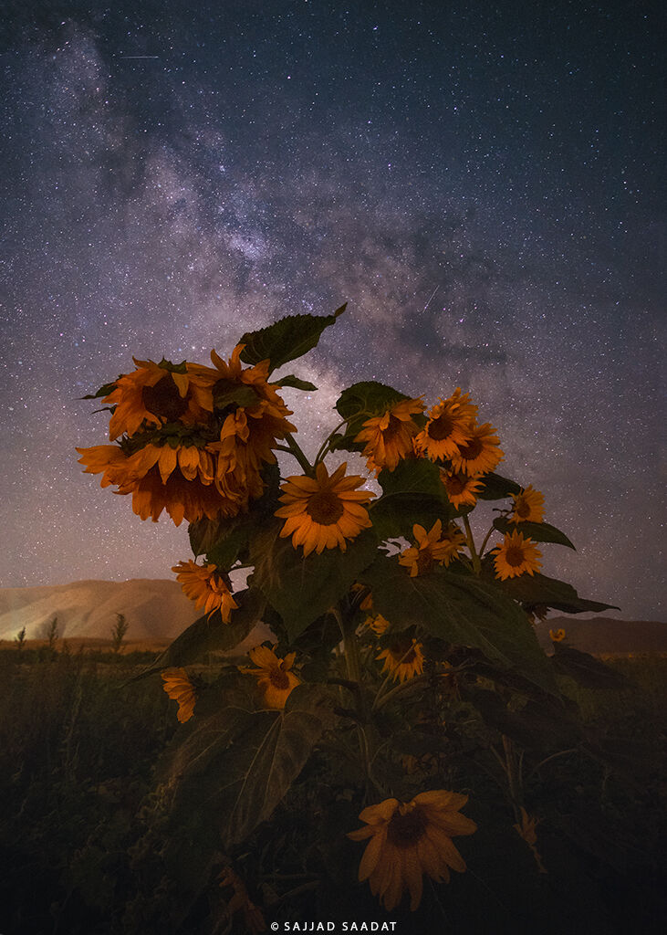 The Milky Way Galaxy and Sunflowers...