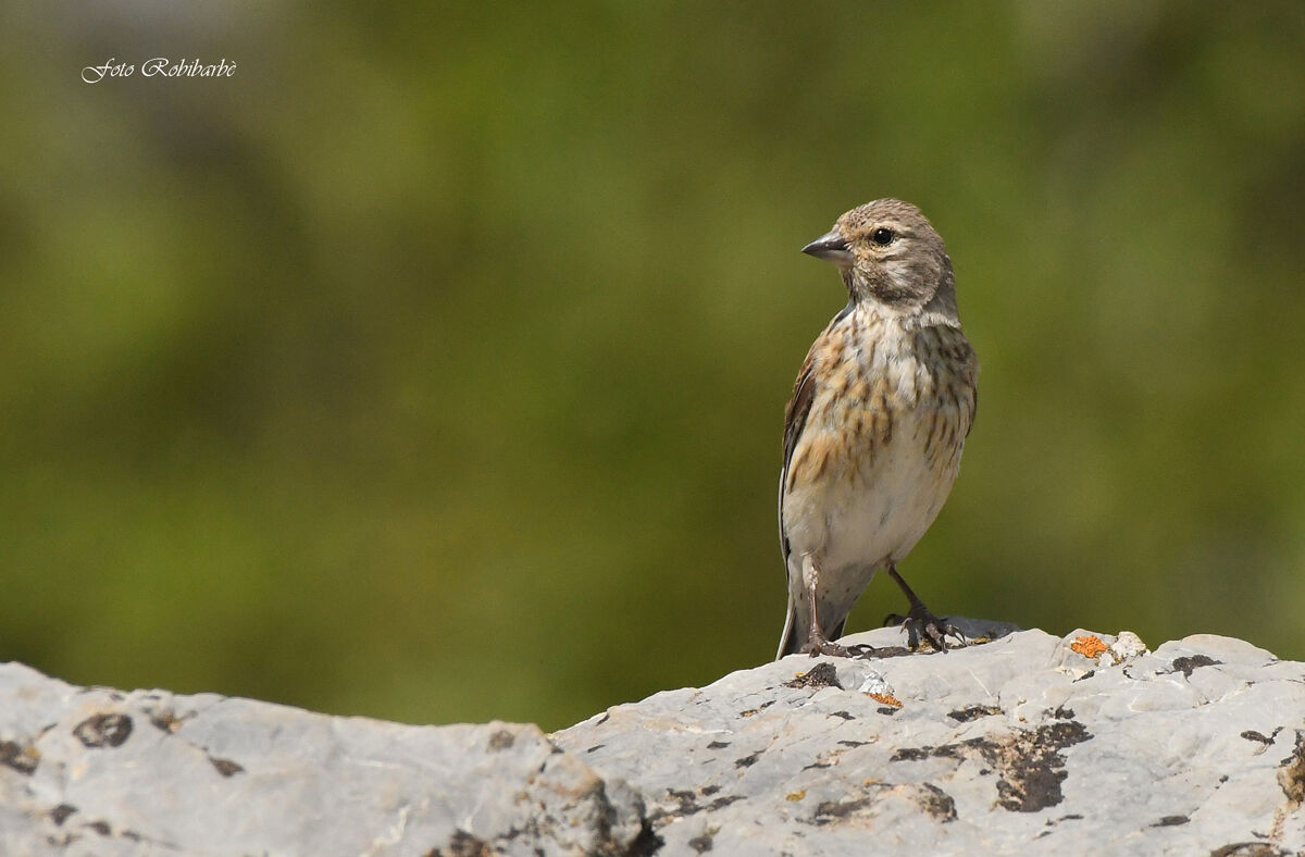 Linnet... Young......