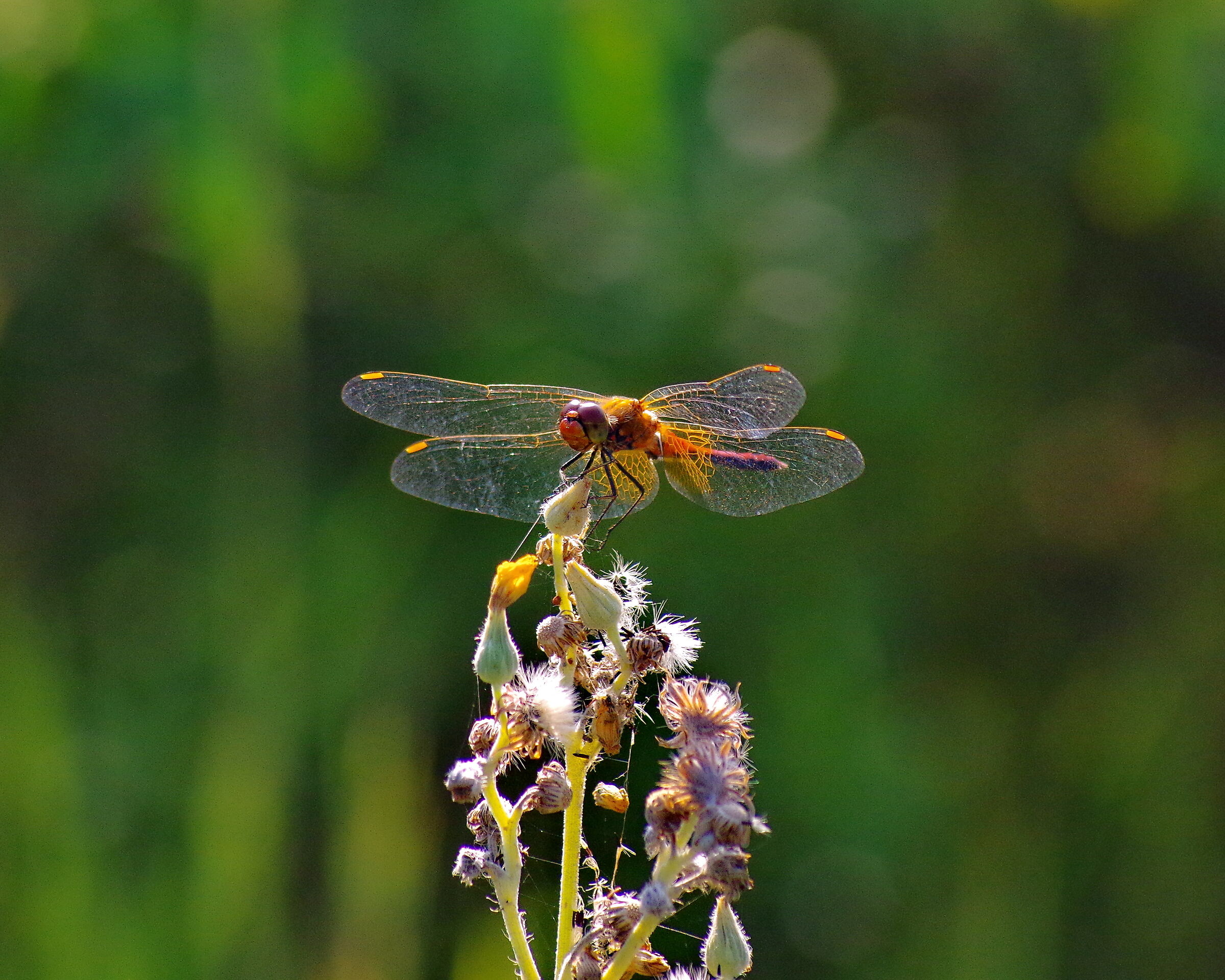 dragonfly, smc Pentax-A 70-210mm f/4.0...