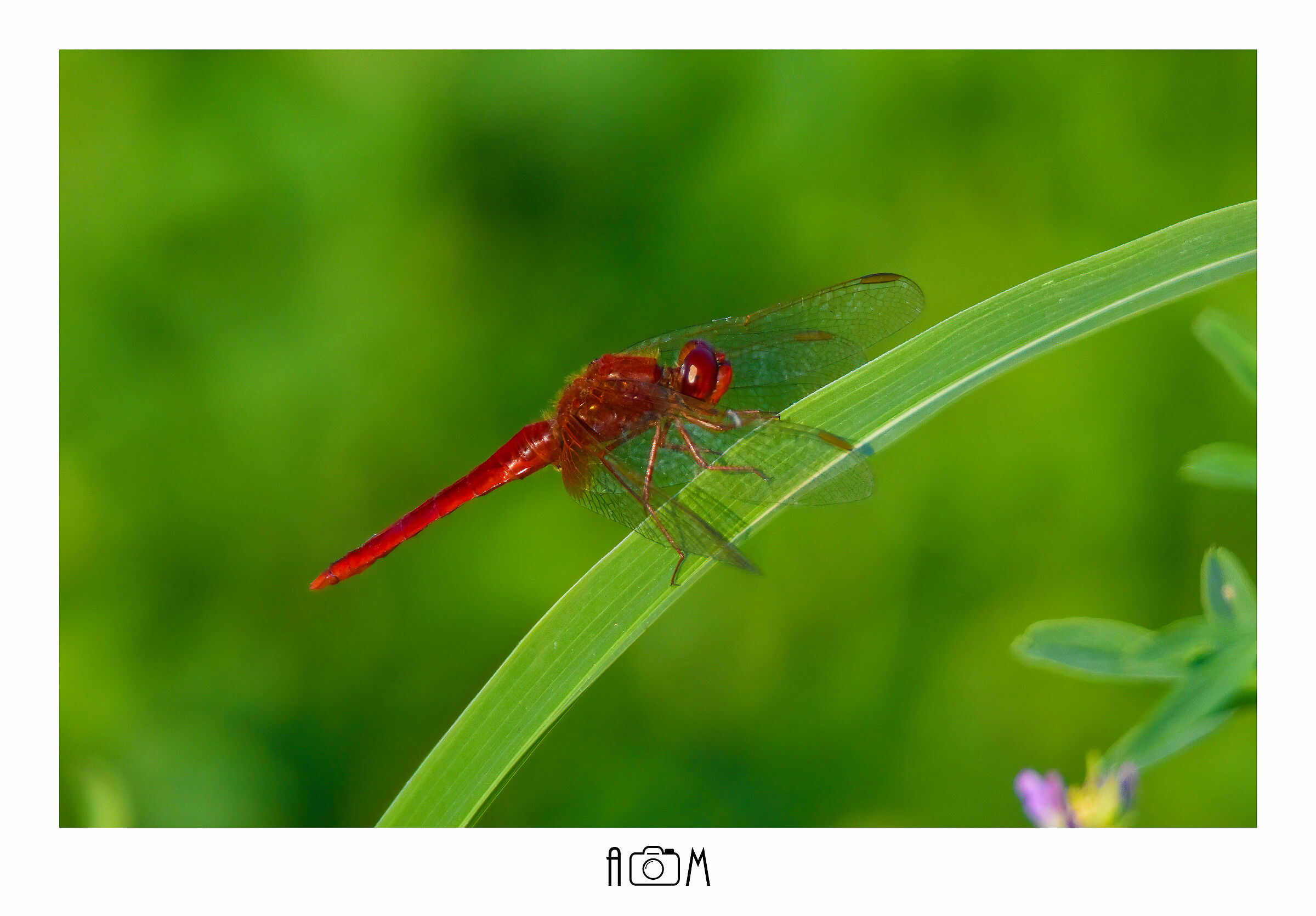 Red dragonfly (Bloody Simpetro) - Lombardy - Agos...
