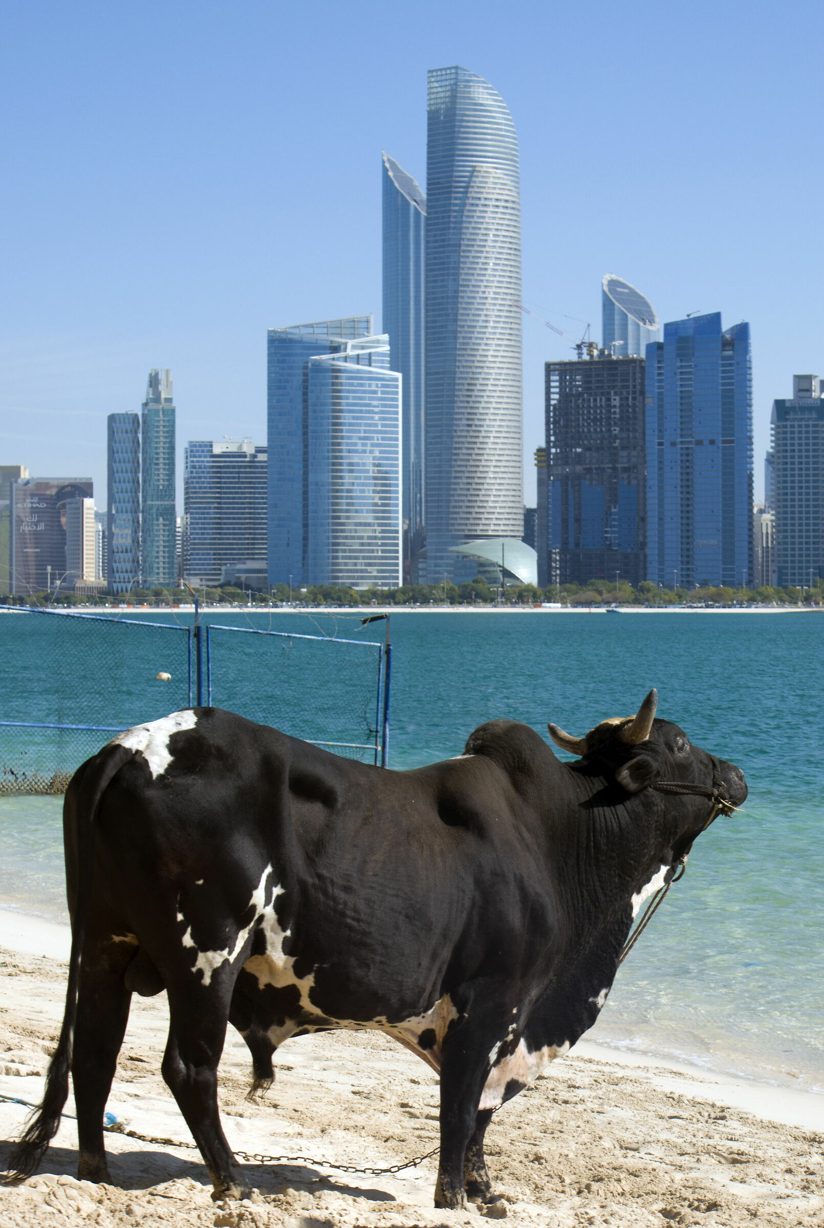 A bull in Abu Dhabi...