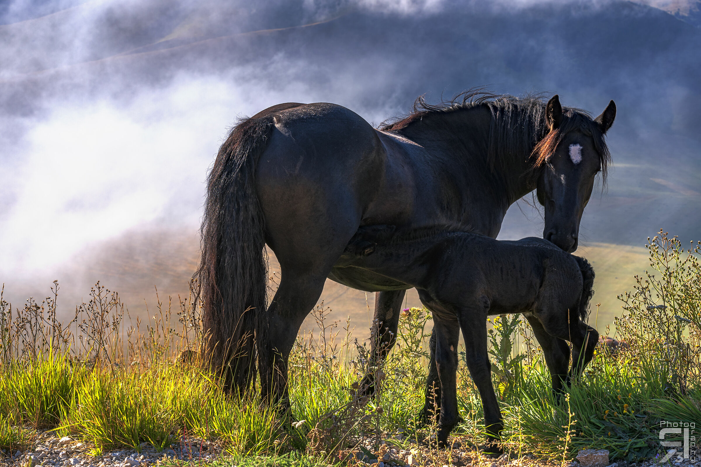 Horse with foal...