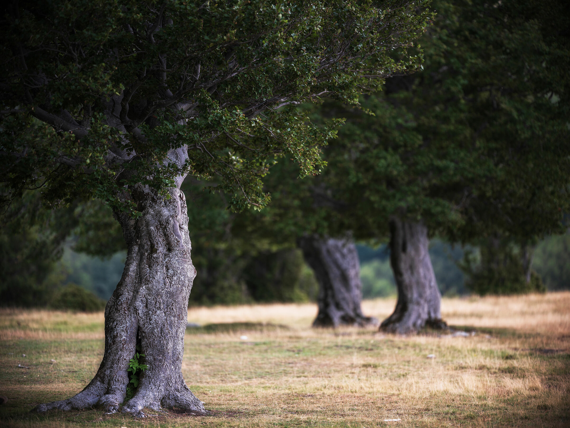 Beech trees of Sara's Meadows...