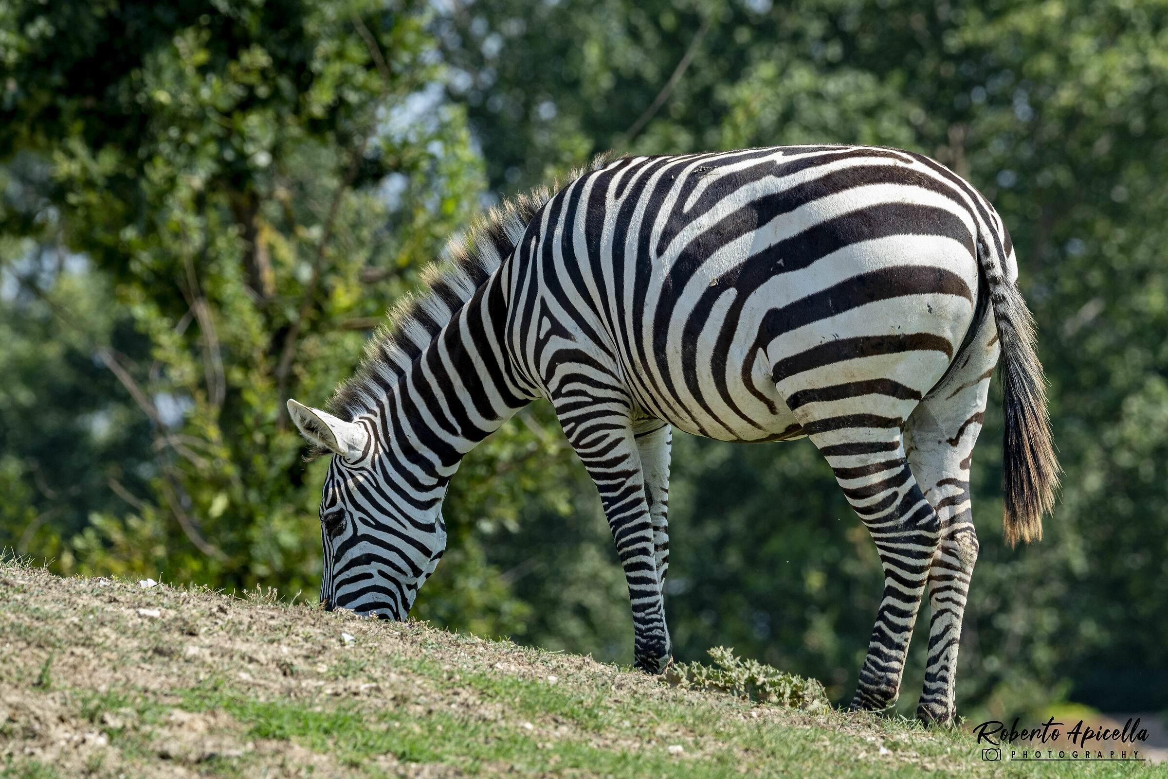 zebra solitaria...