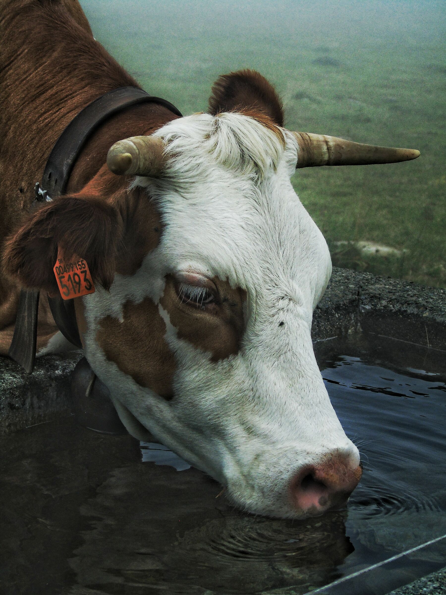 Cow at the fountain...
