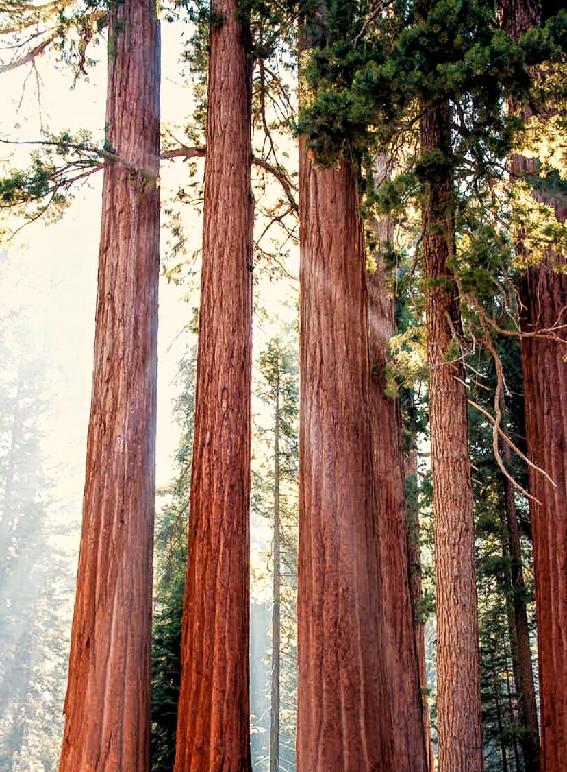 Sequoia National Park...