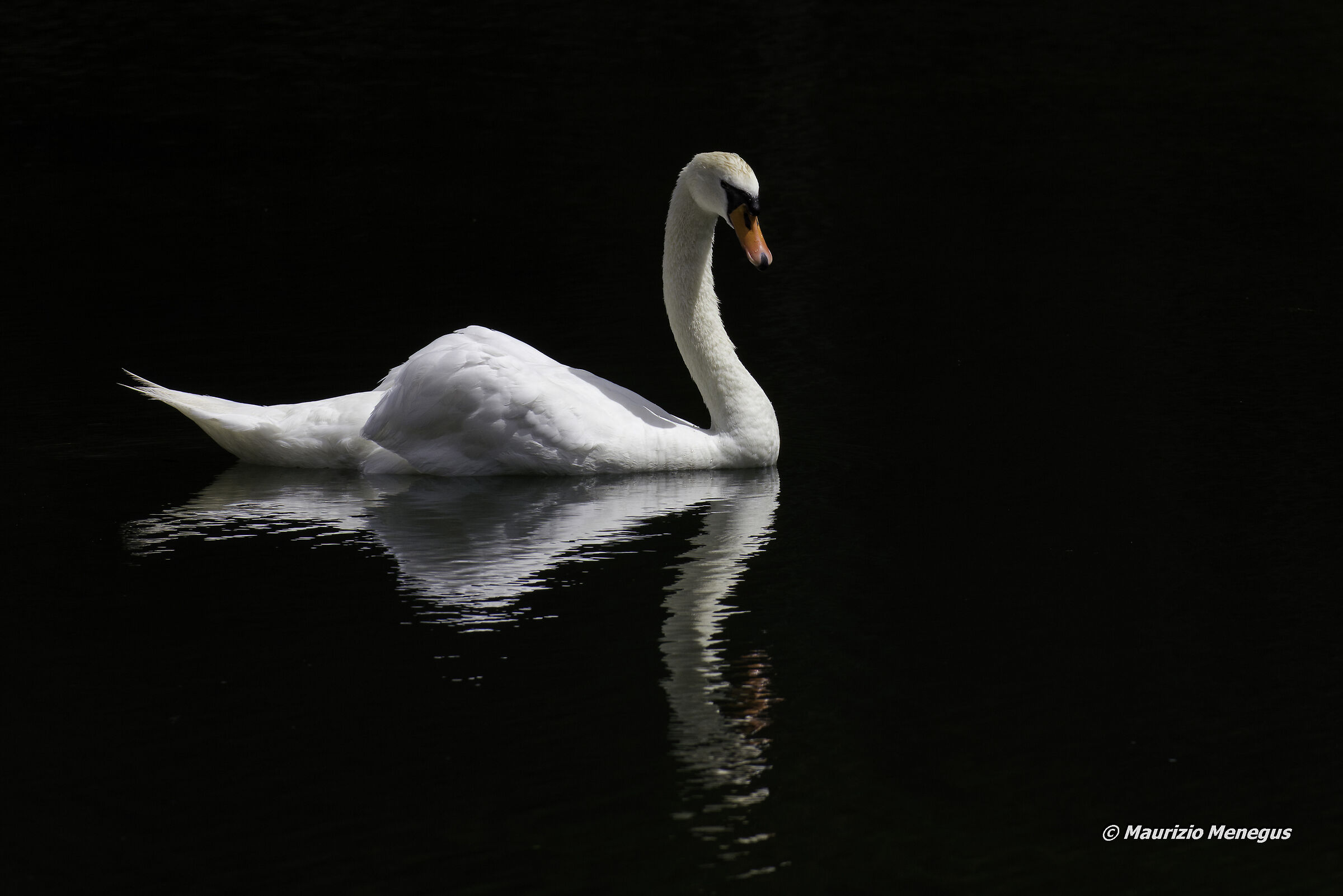 Royal swan...