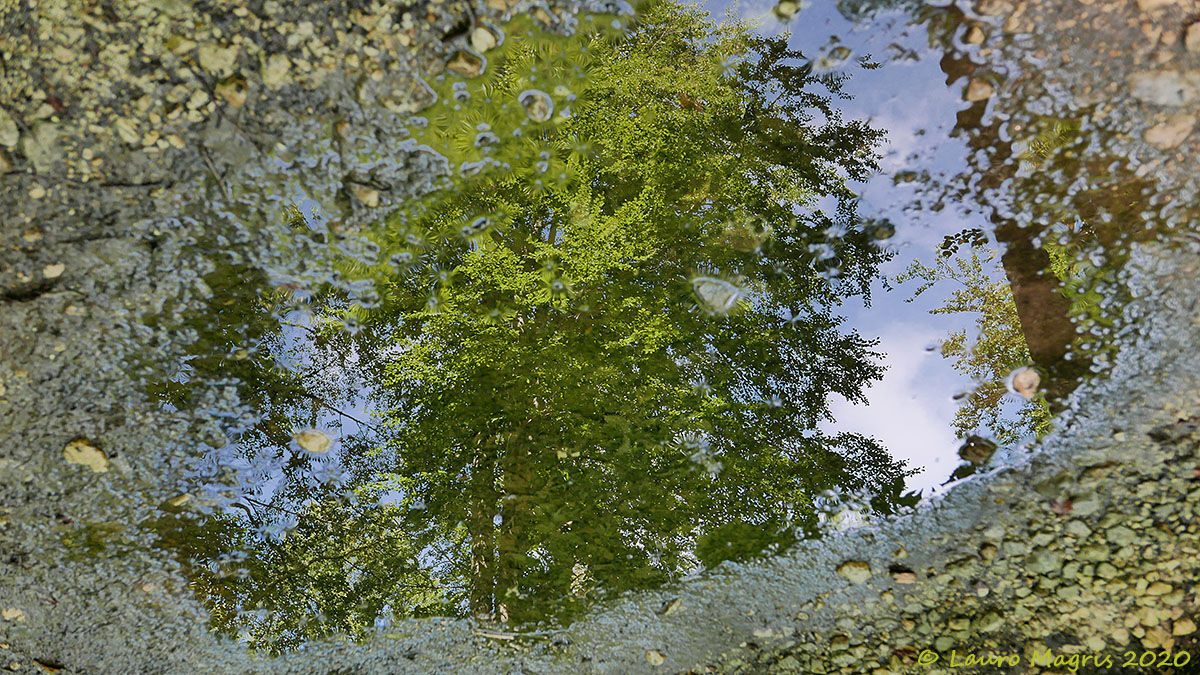 Arboreal Reflections...