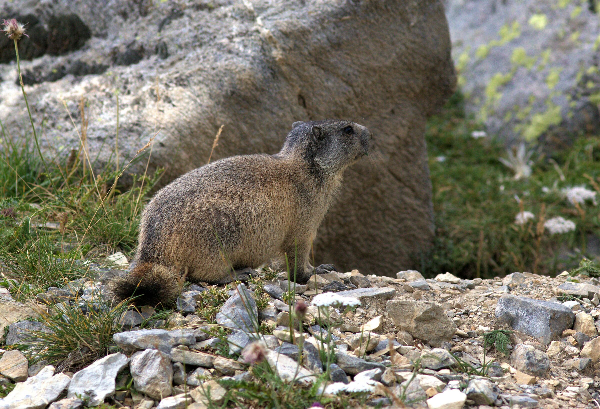 cucciolo di marmotta del colle preit...