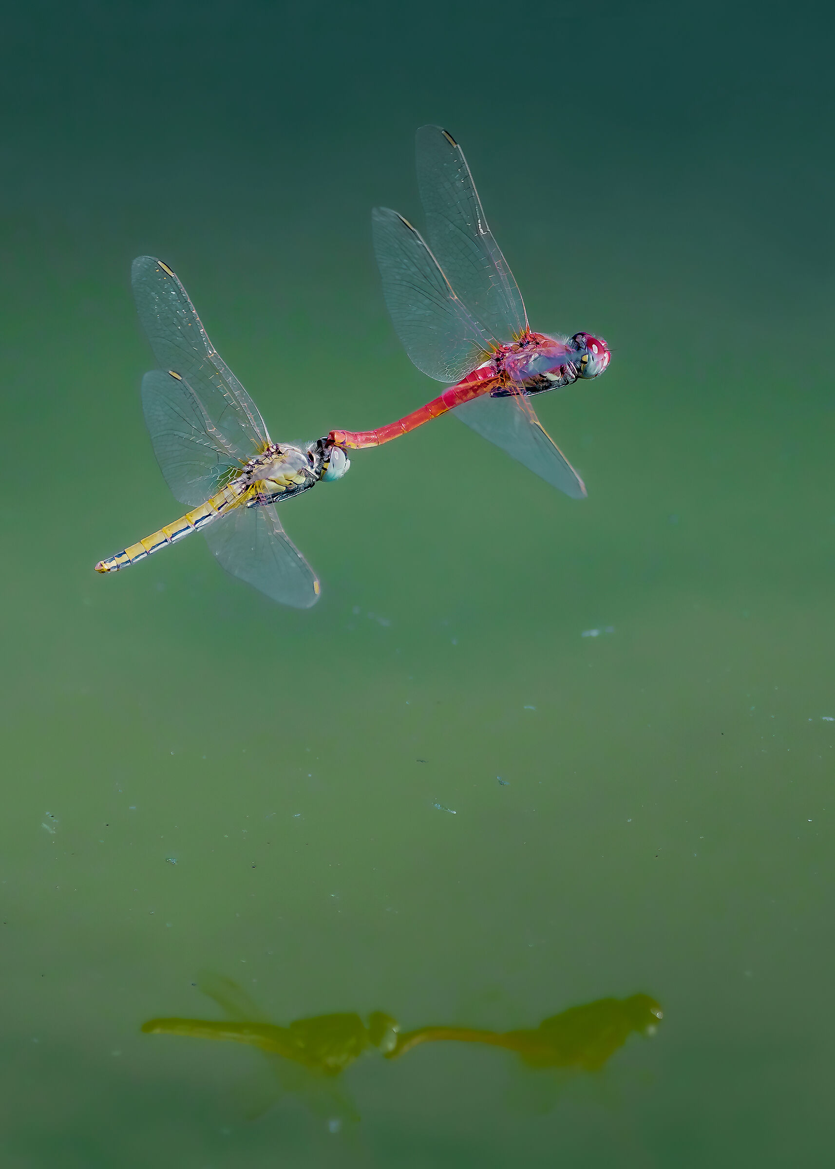 Dragonflies - Synchronized Courtship...