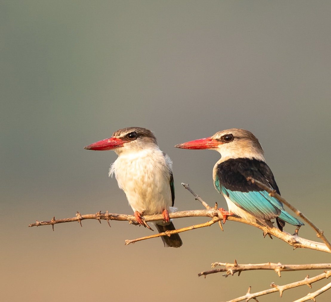 Brown-hooded Kingfisher...