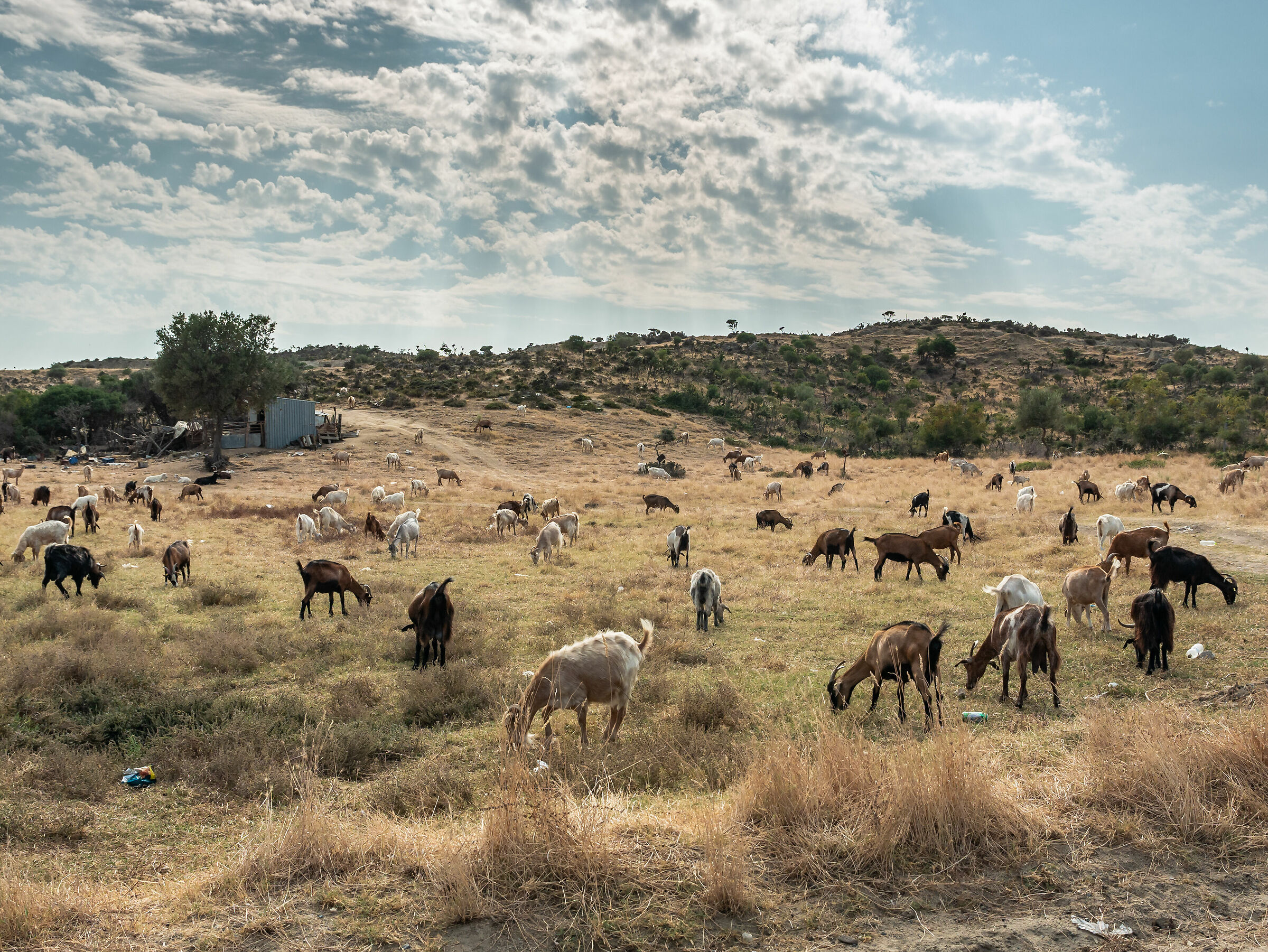Goats - Sithonia Calcidica - Greece...