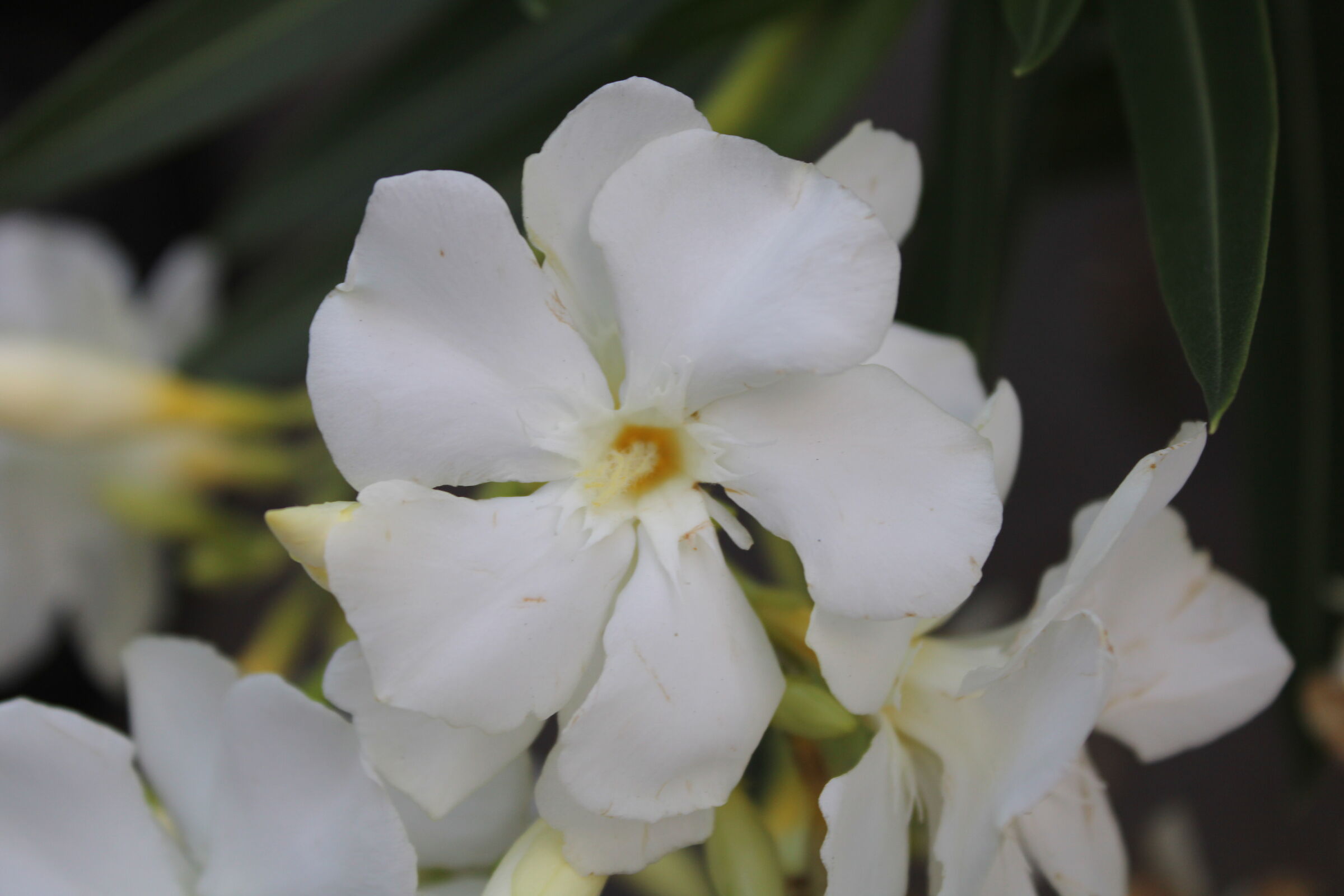 White flower...