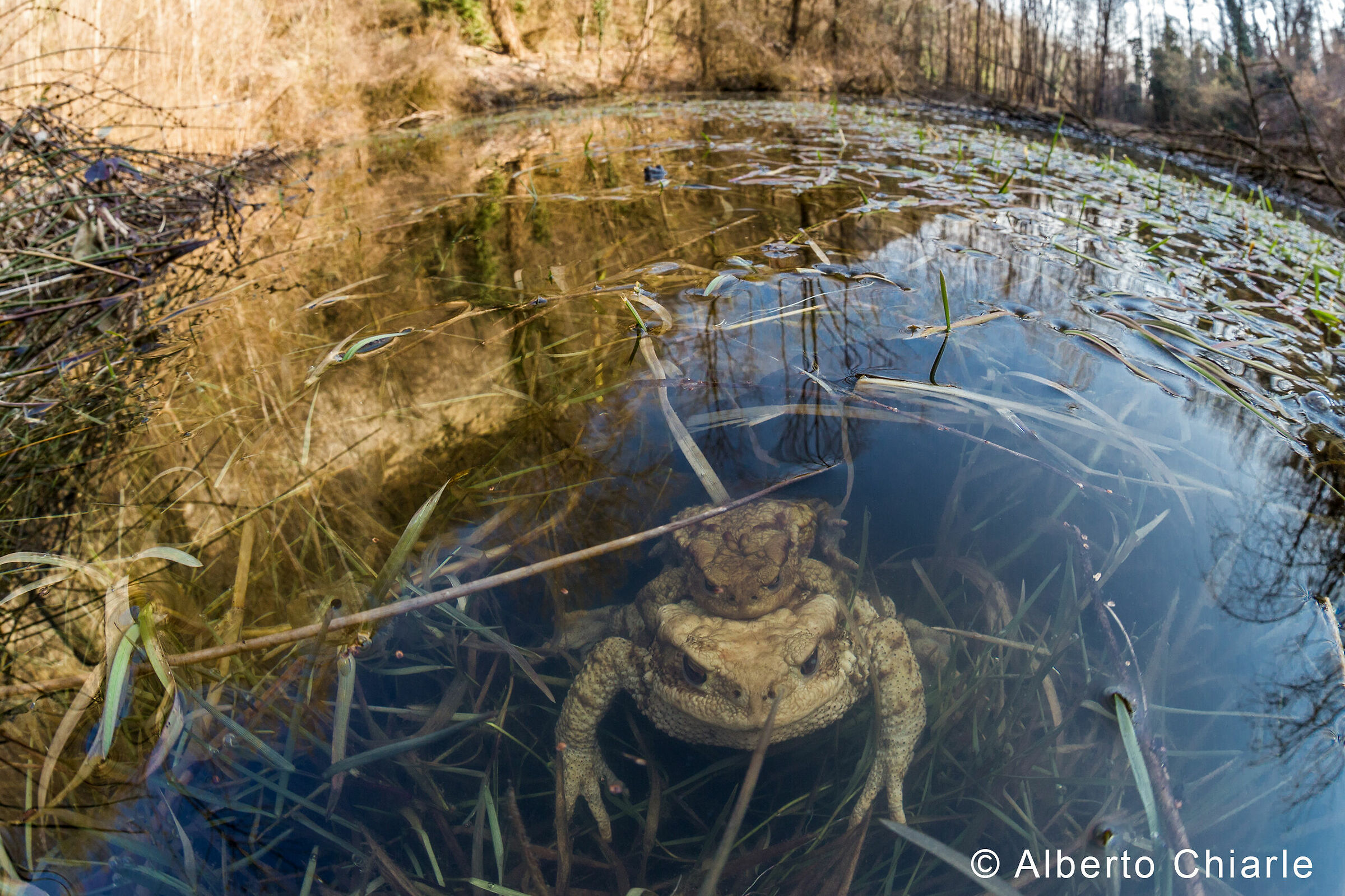 Common toad (Bufo bufo) in mating...