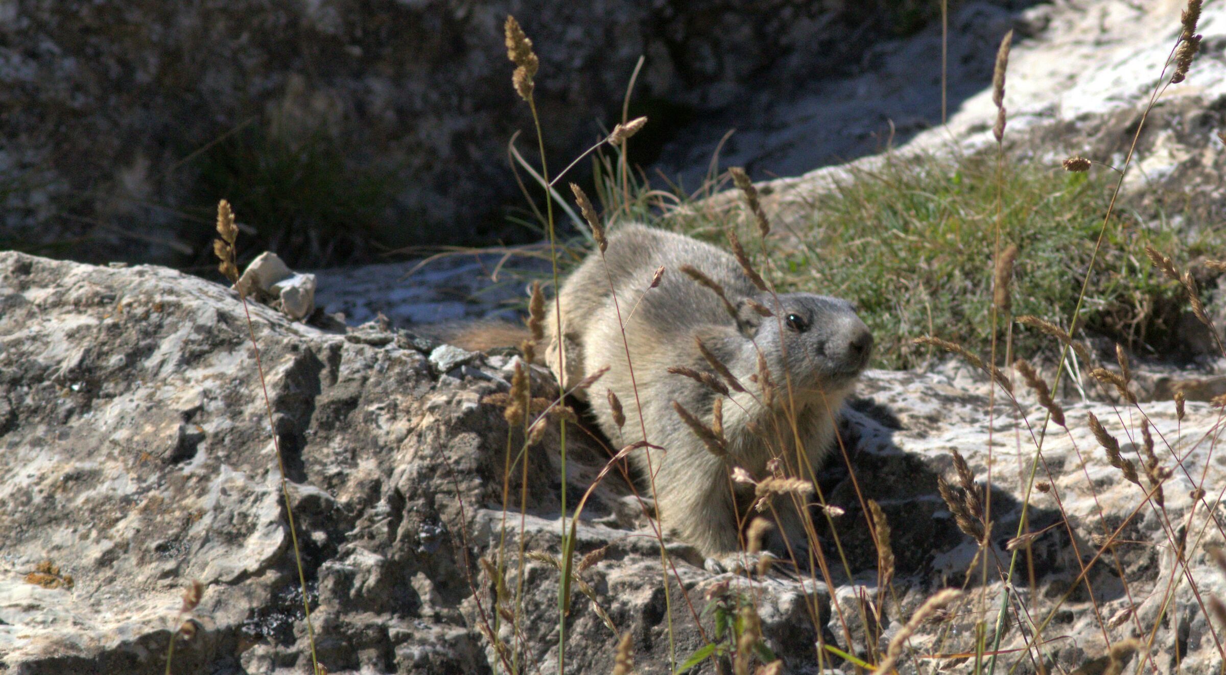 Cucciolo di marmotta presso il lago della Brignola...