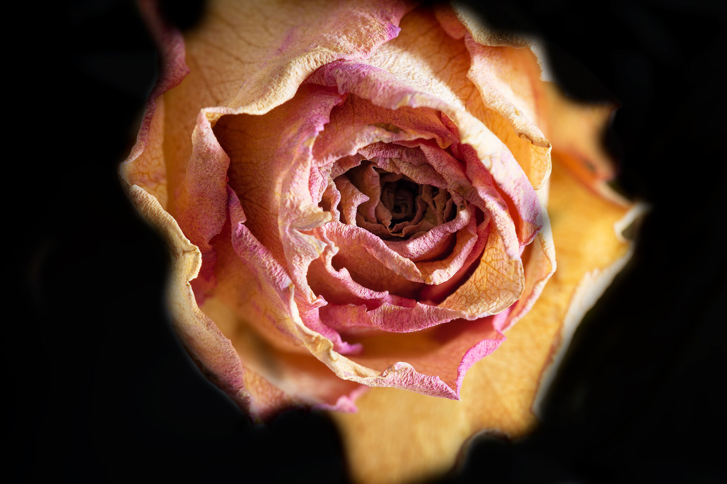 Eternal Rose...