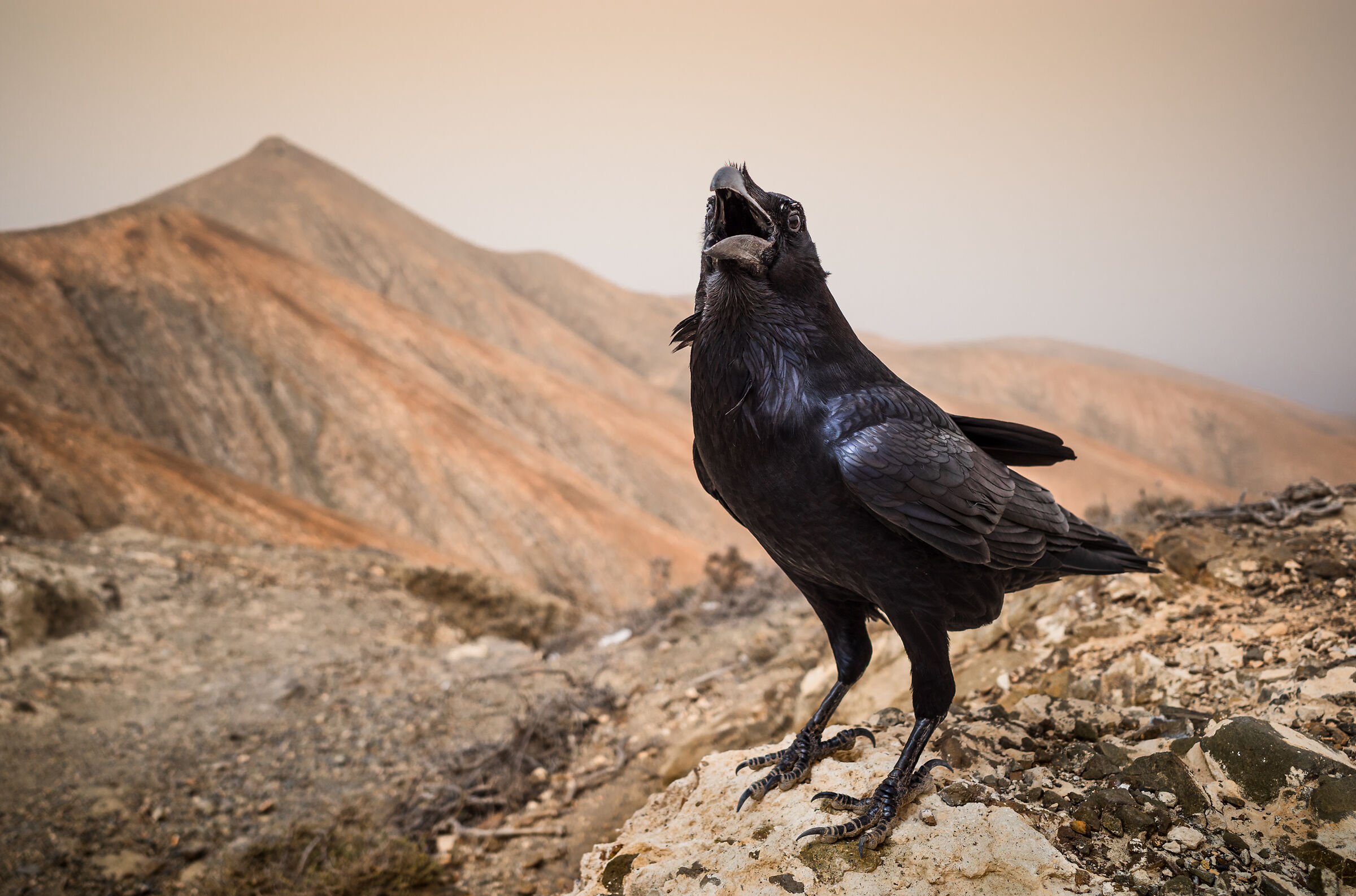 The Crow...