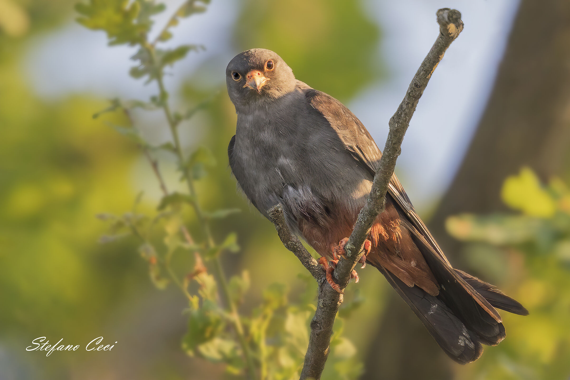 Male Cuckoo Falcon...