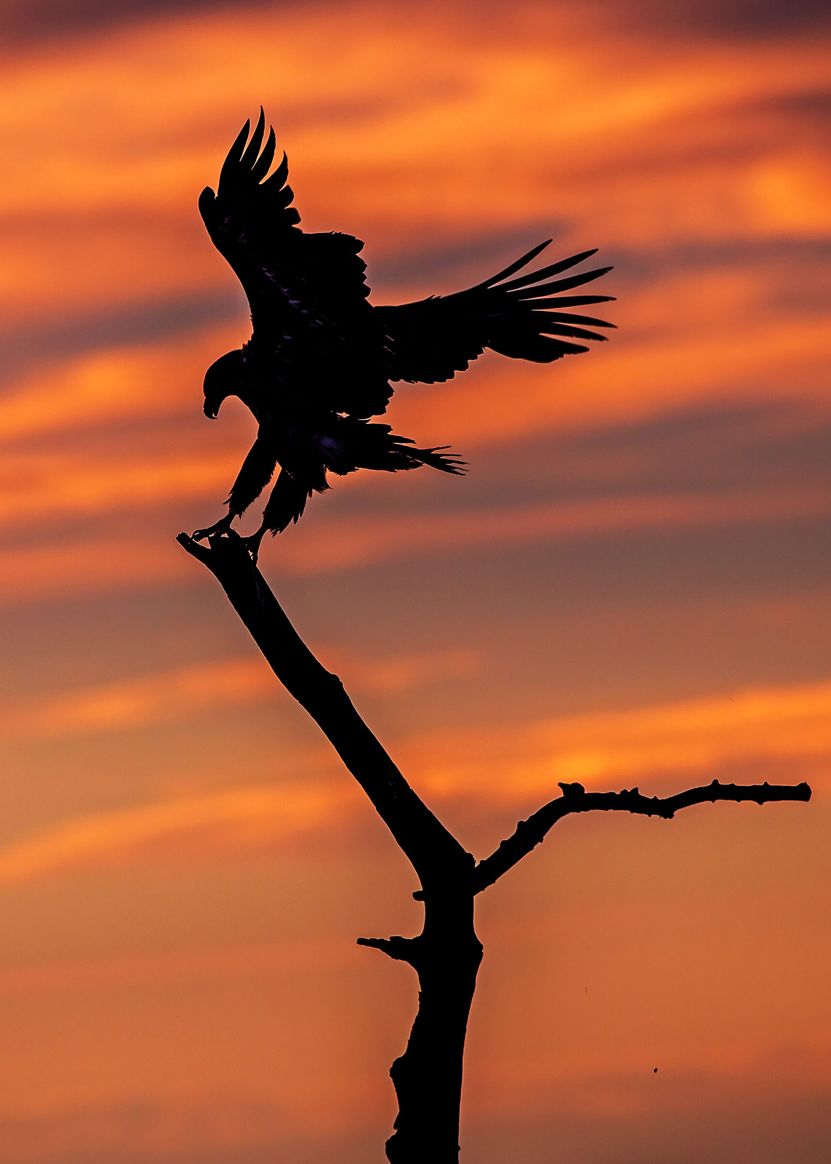 Eagle at sunset...