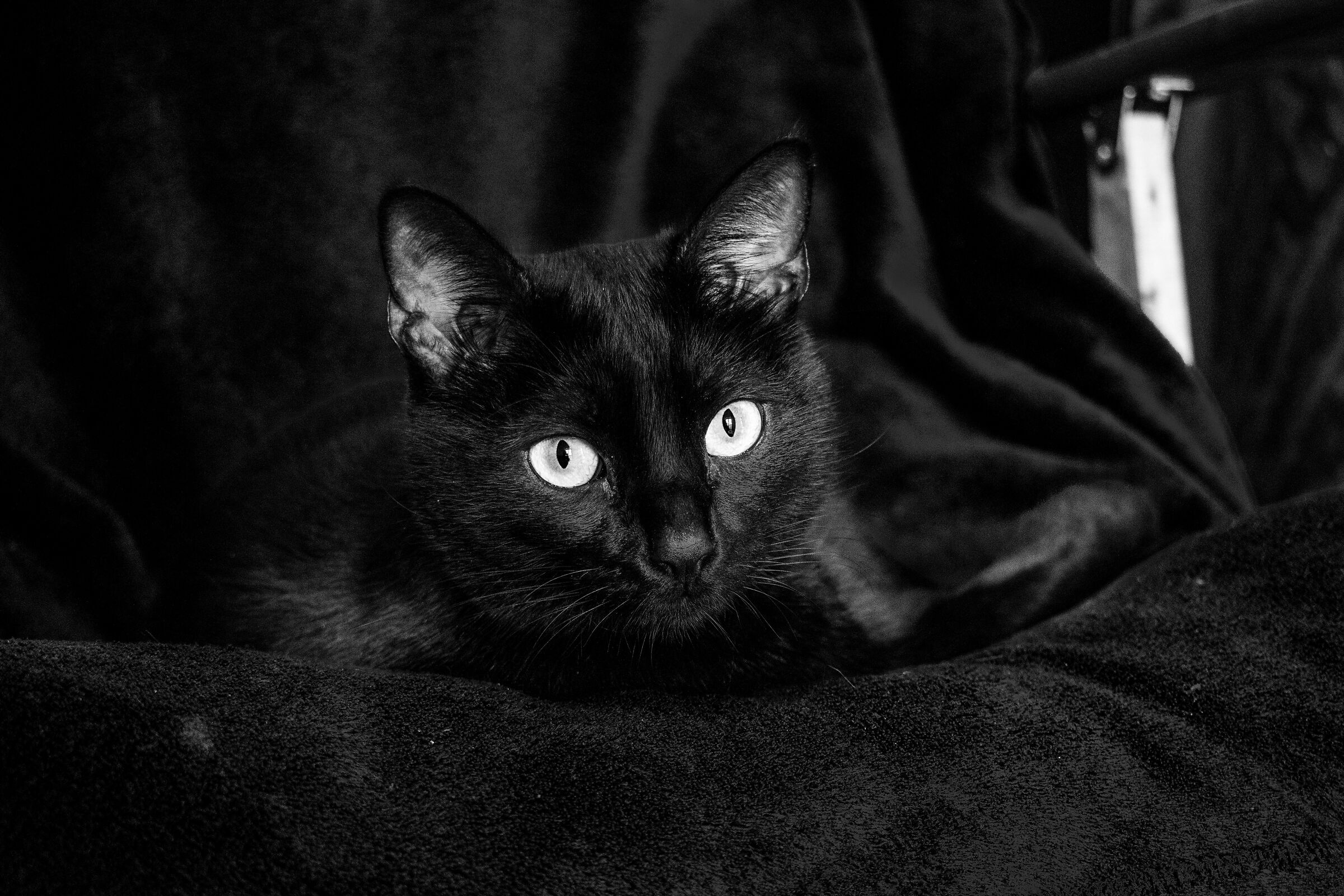 black CAT...