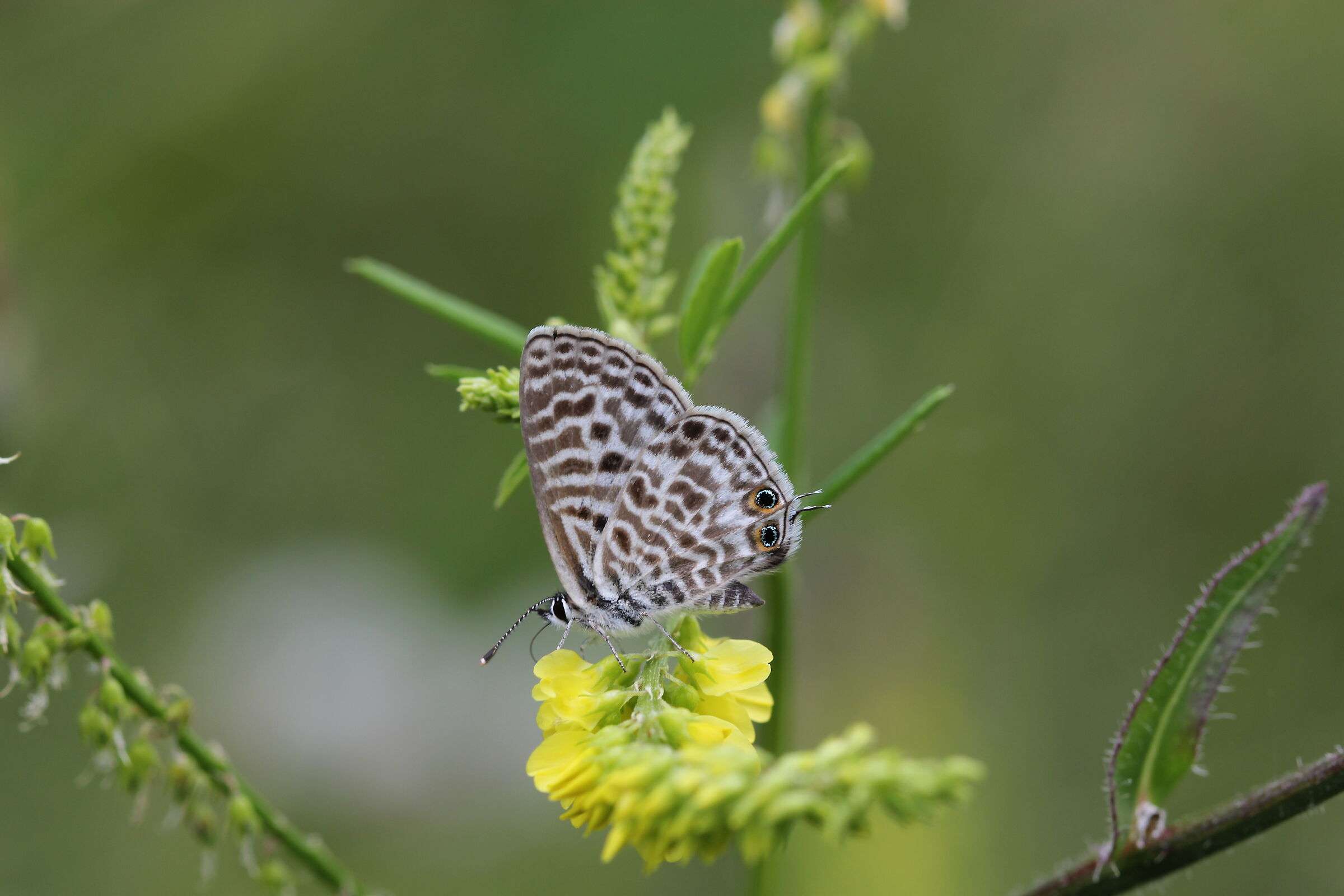 Leopard...