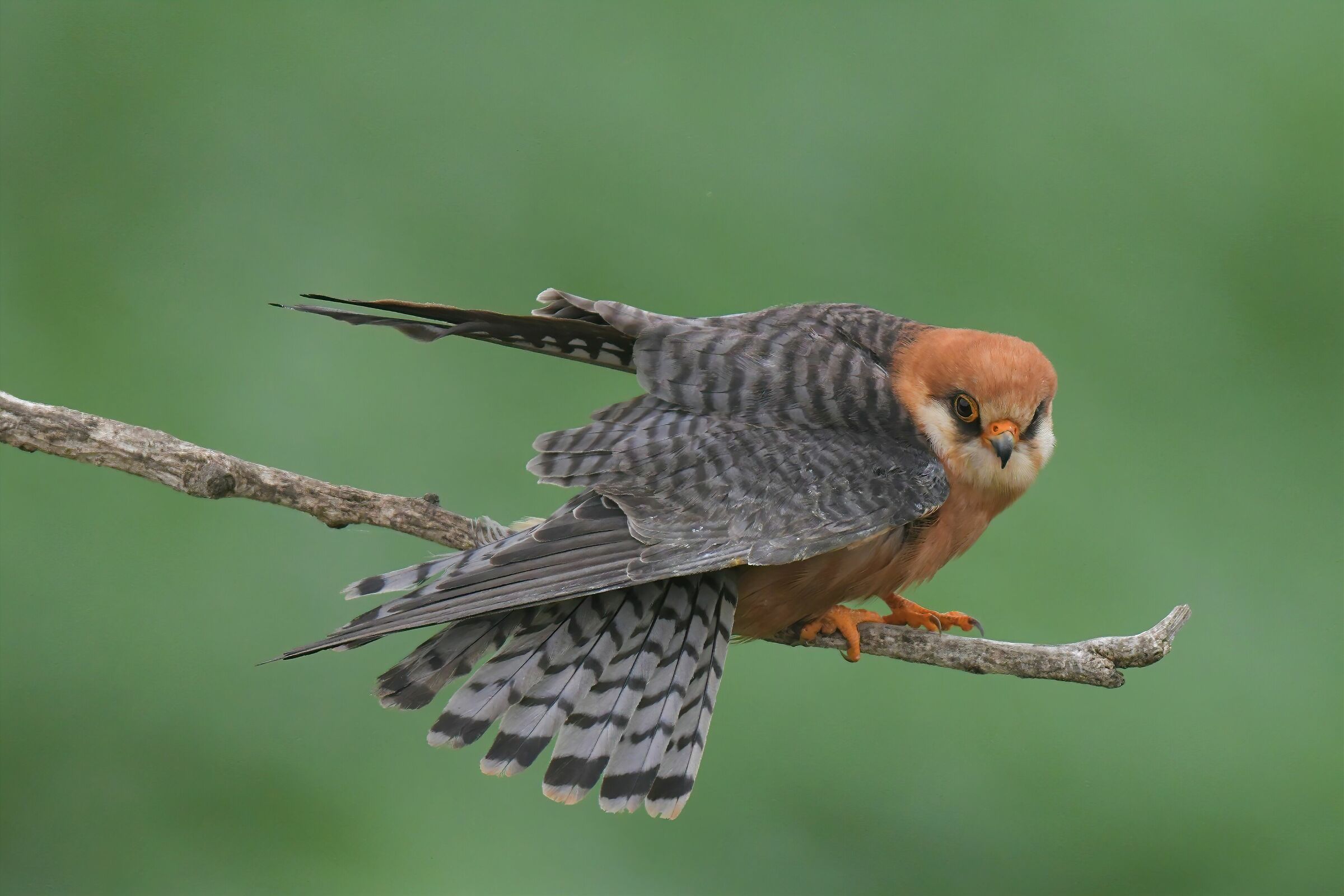 falcon cuckoo female...