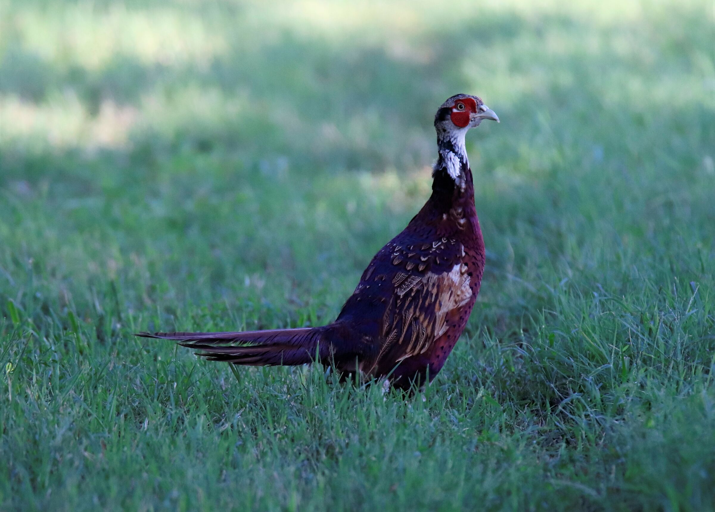 Pheasant...