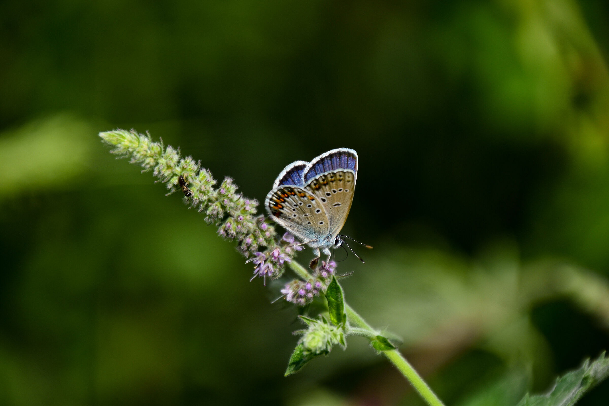 Butterfly Macro...