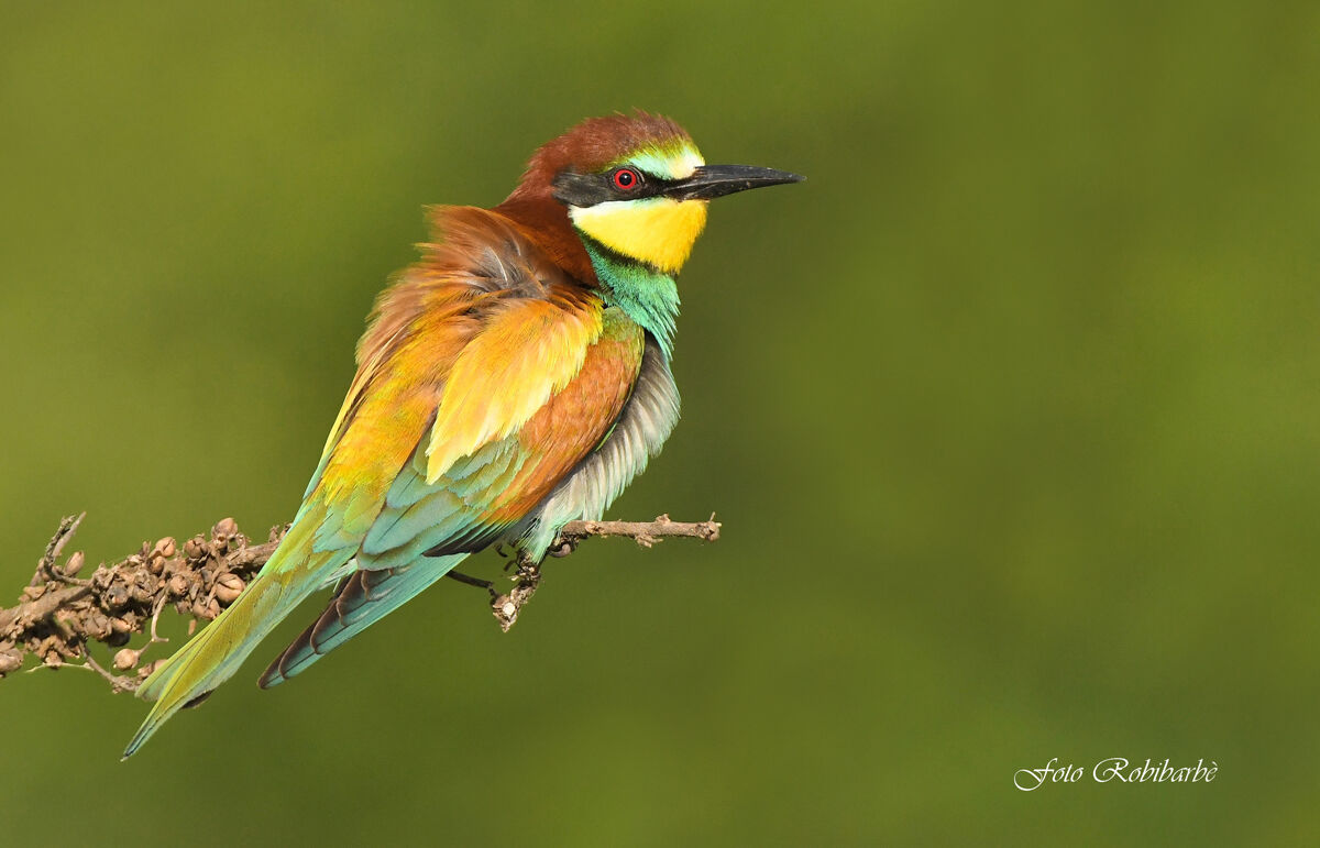 Bee-eater... at sunset......