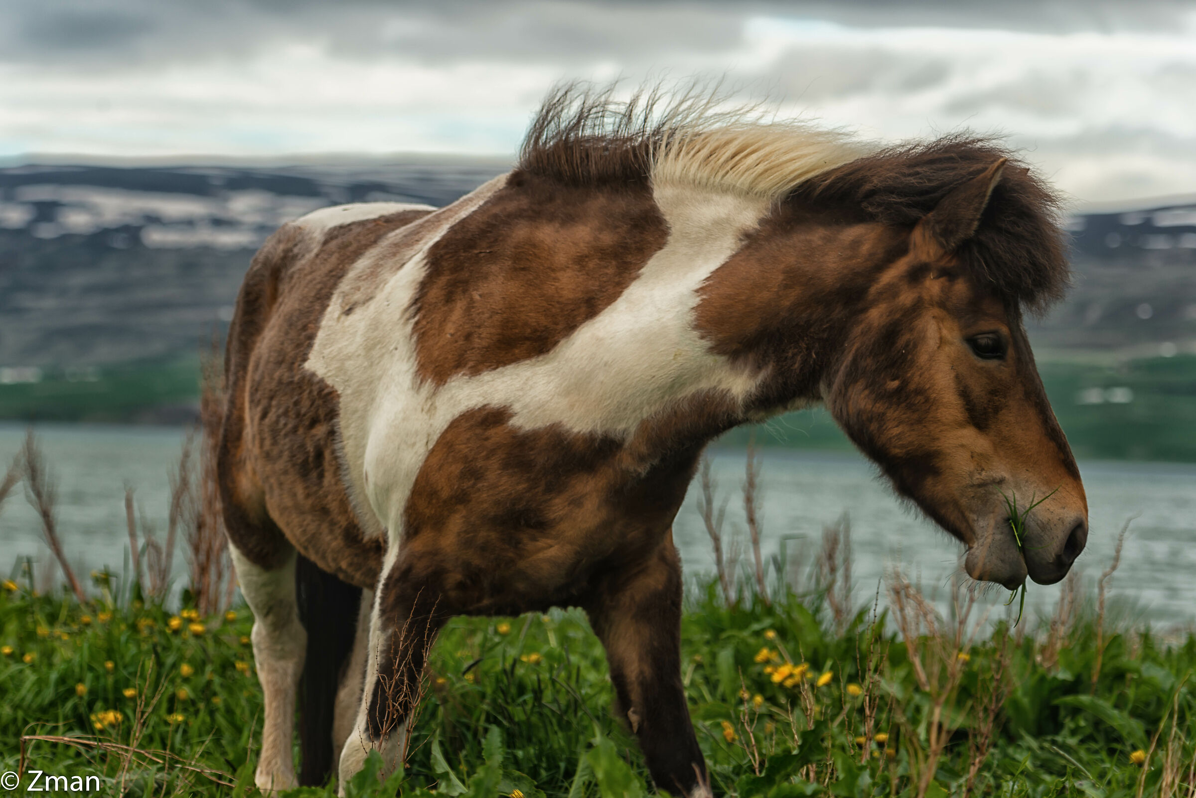 Il cavallo islandese...
