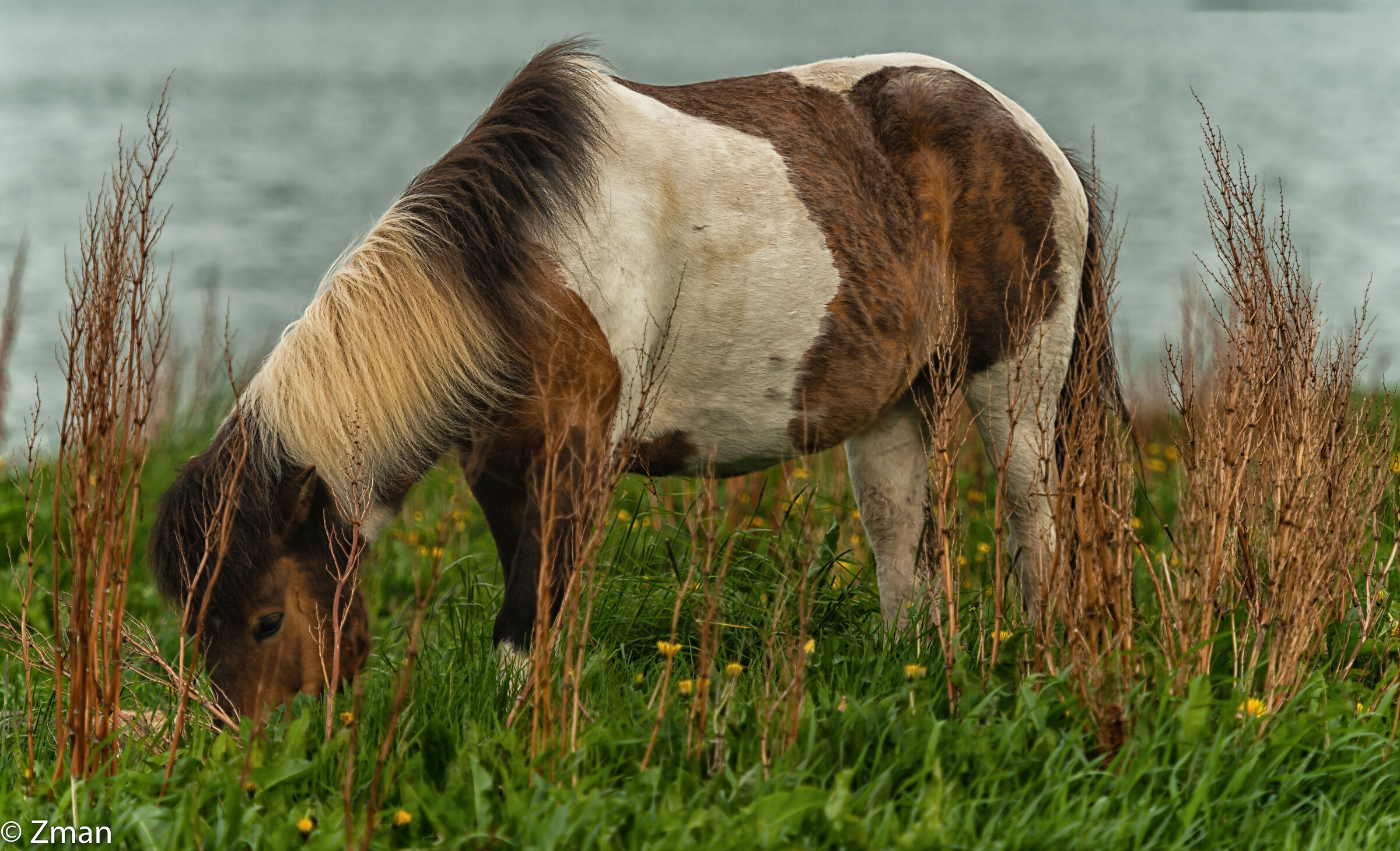 The Icelandic Horse...