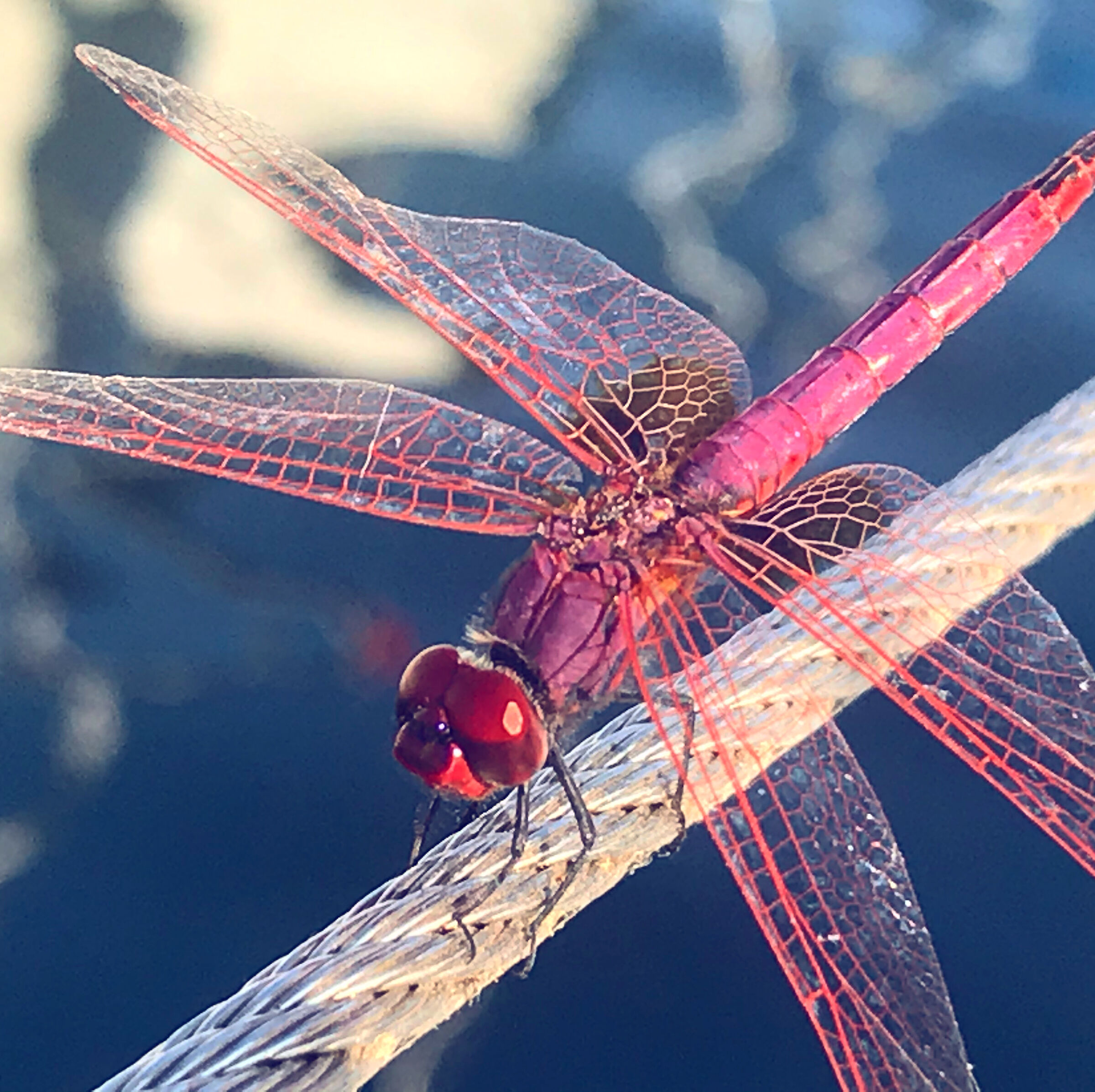 dragonfly on the draglia...