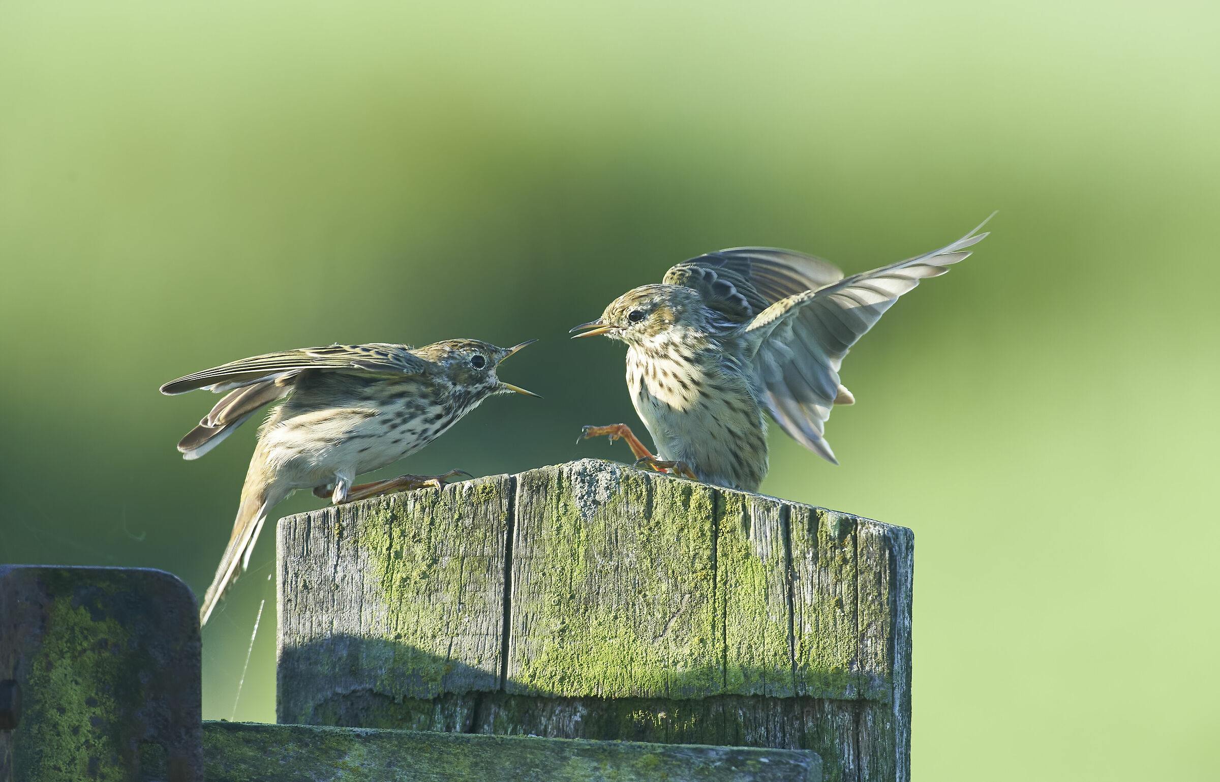 Meadow Pipits...