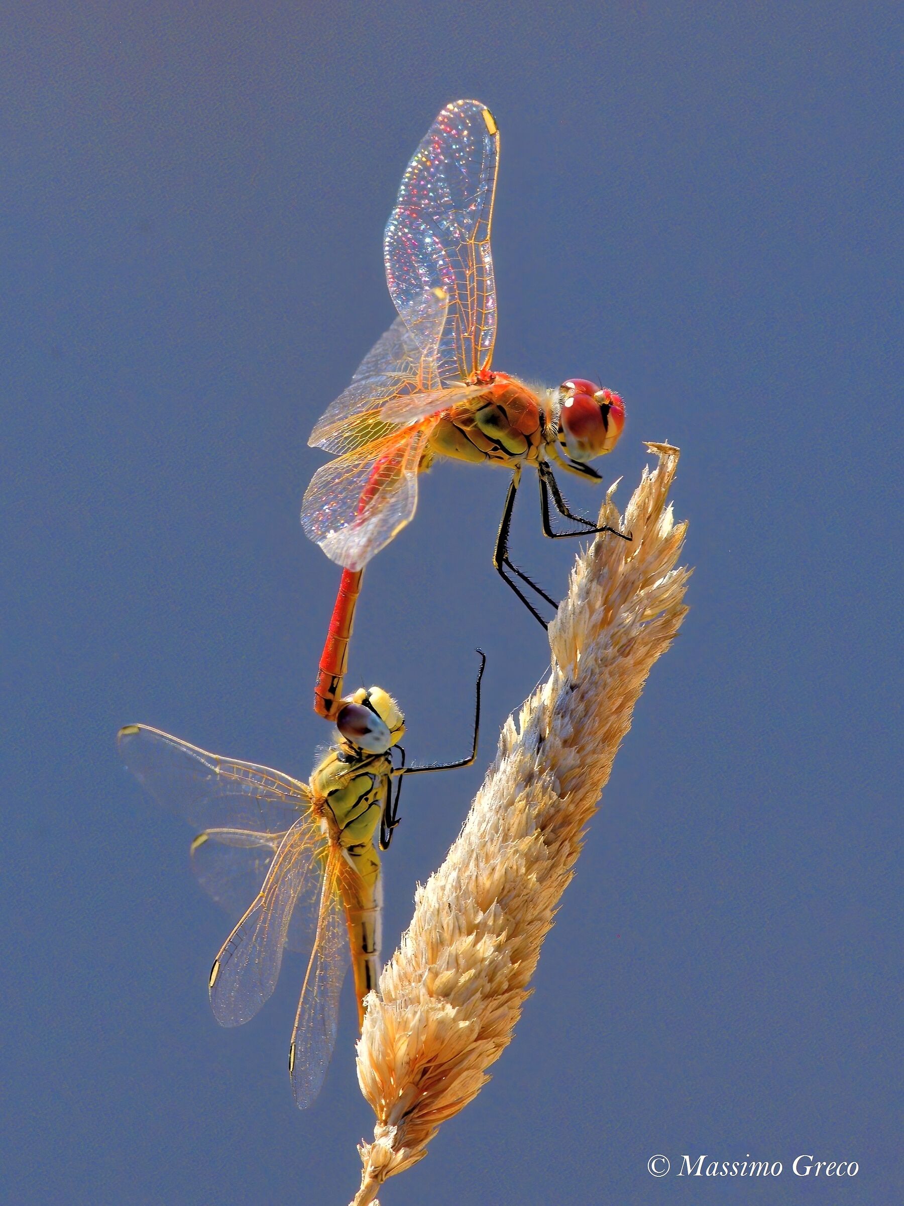 Amore in verticale - Sympetrum fonscolombii...
