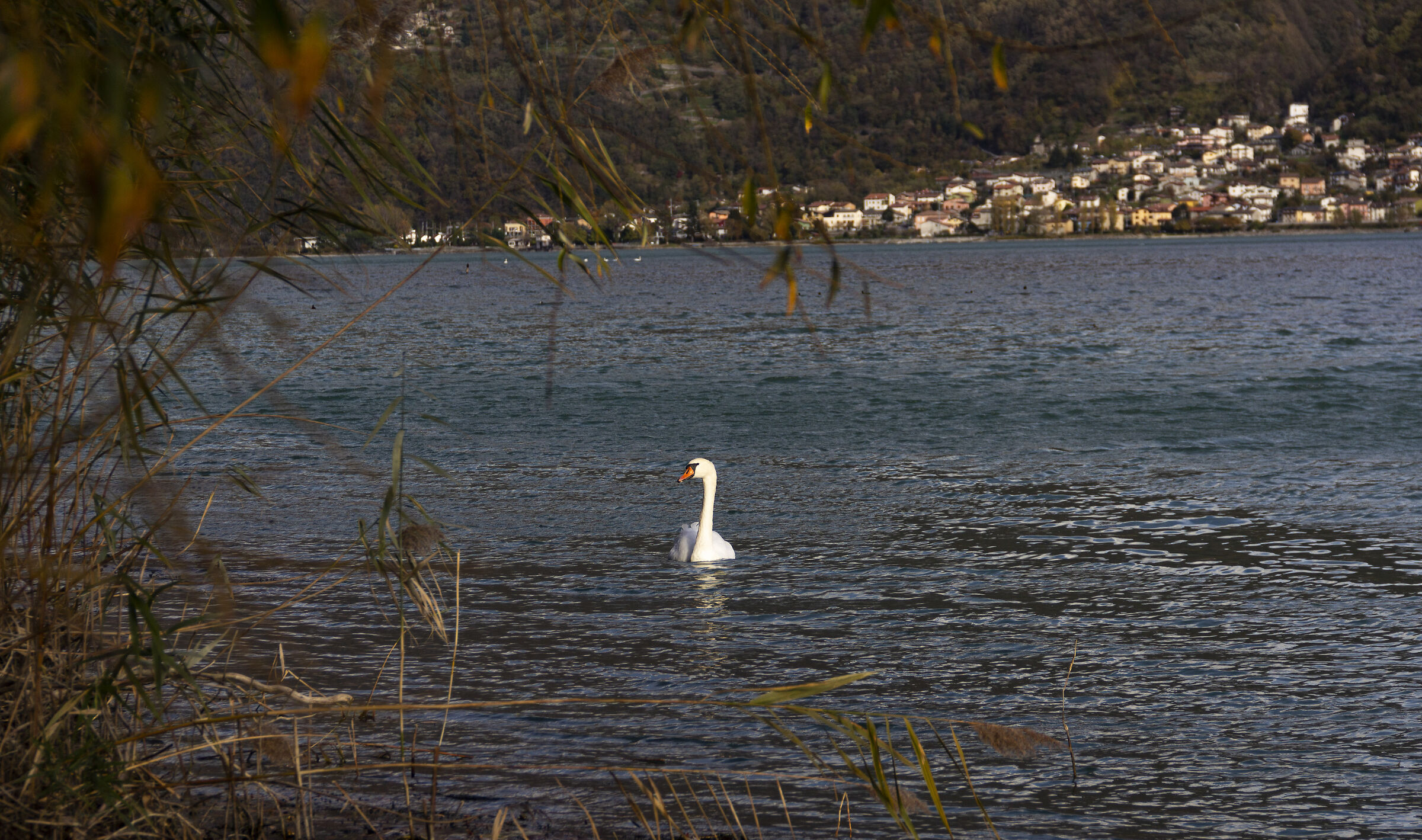 Lago di Novate...