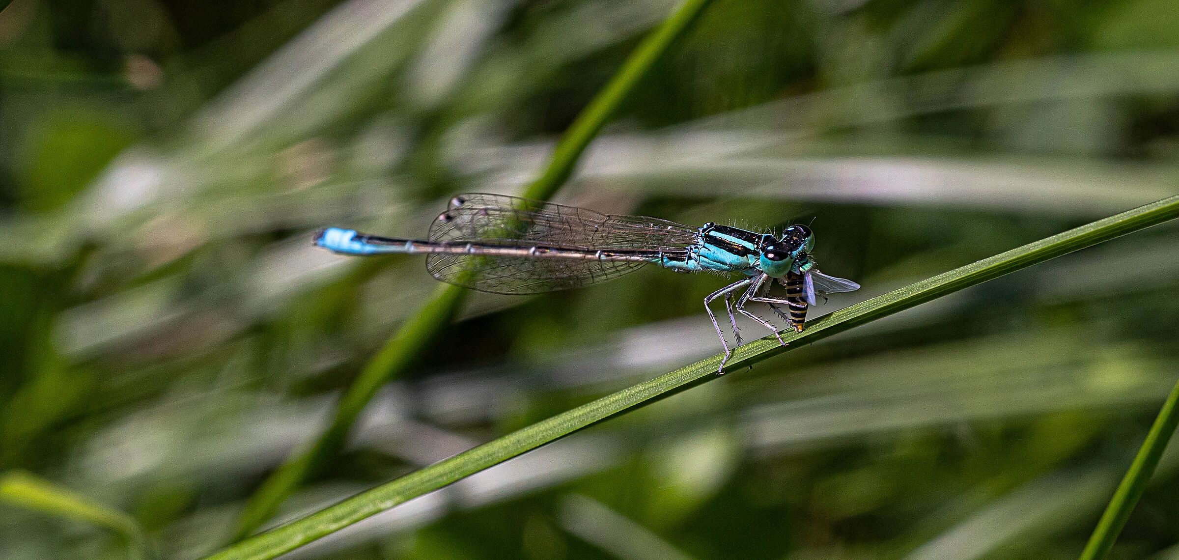 Dragonfly ishcnura elegans male 3/09/2020...