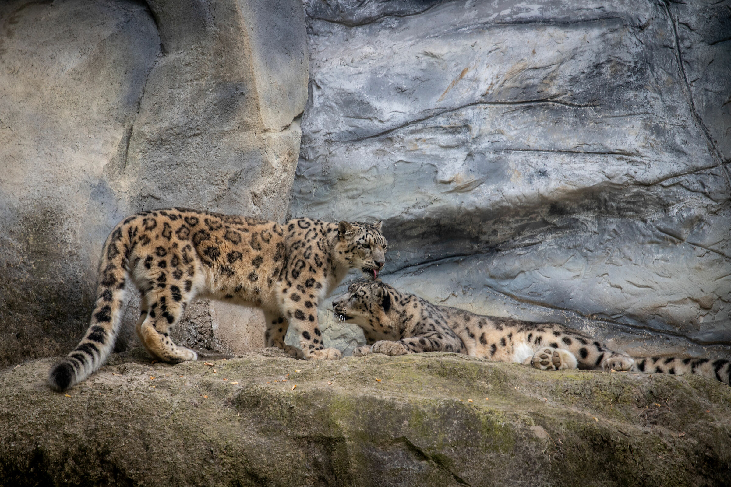 Leopardi delle nevi...
