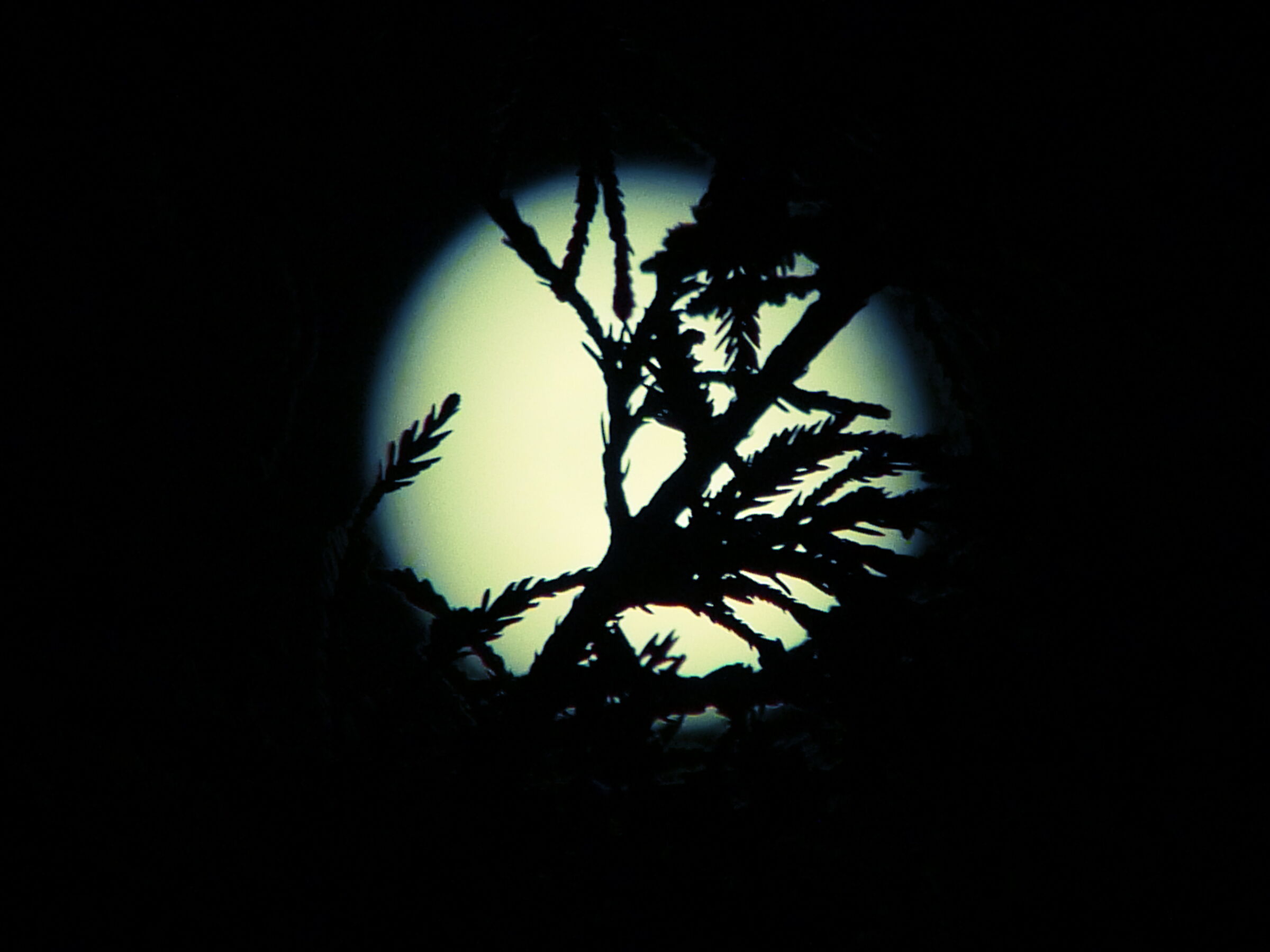 Moon between branches 03/09/2020 n 2...