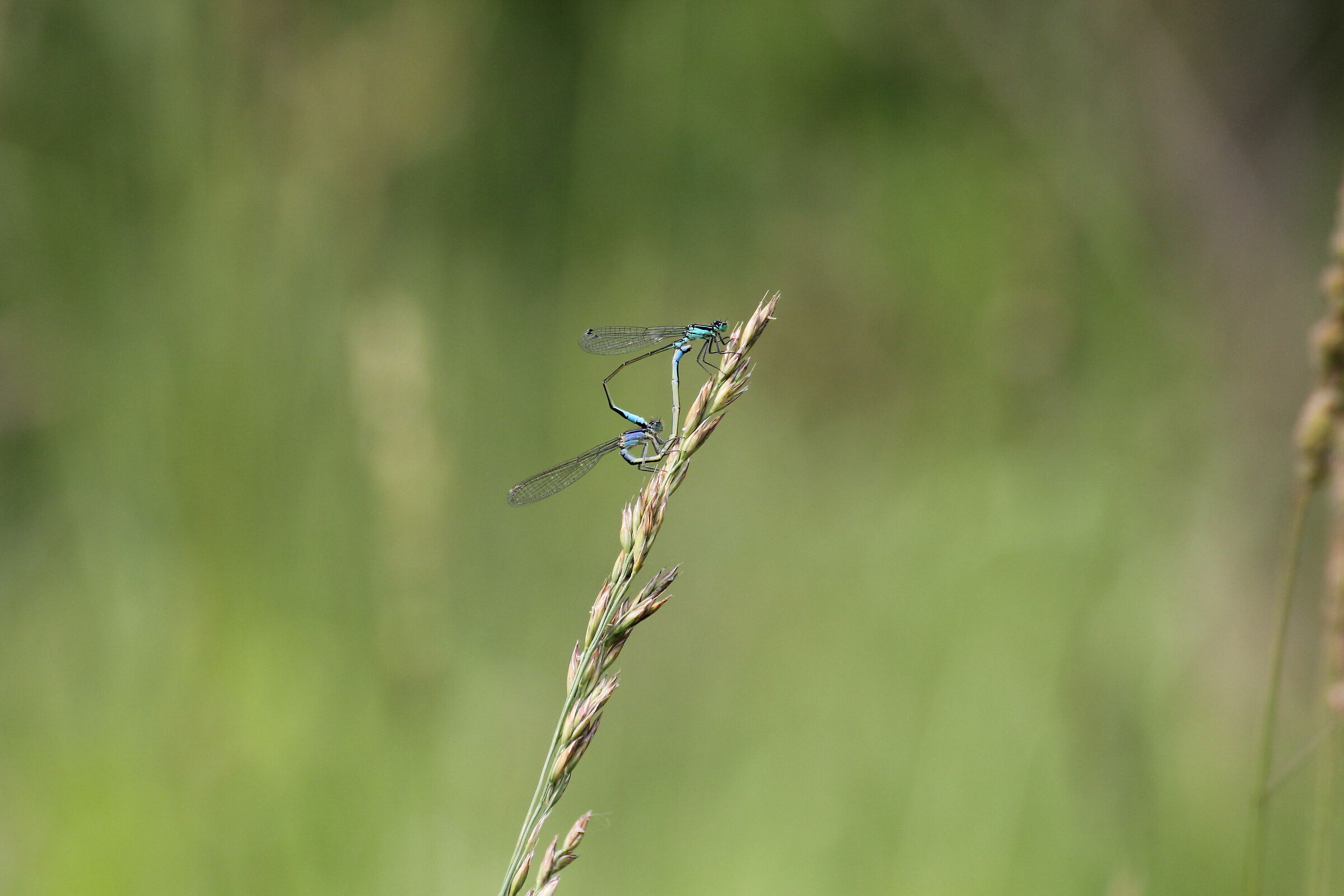 Dragonflys, New Hampshire...