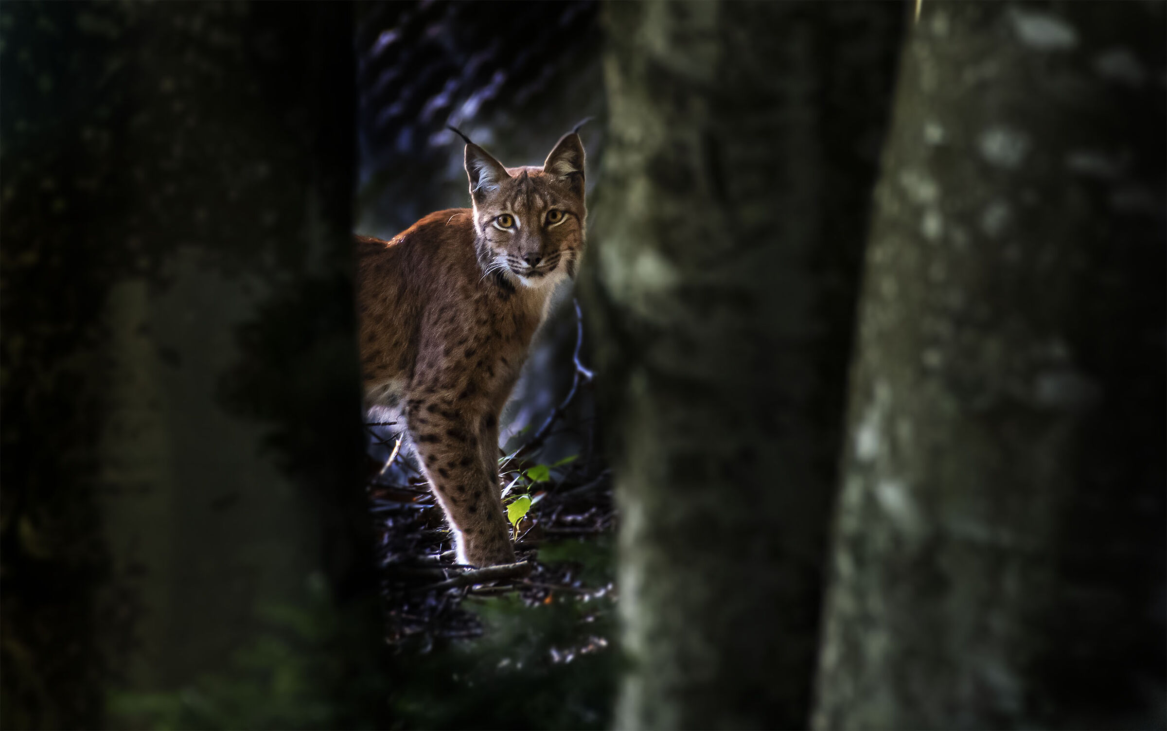 Lynx in the trees...