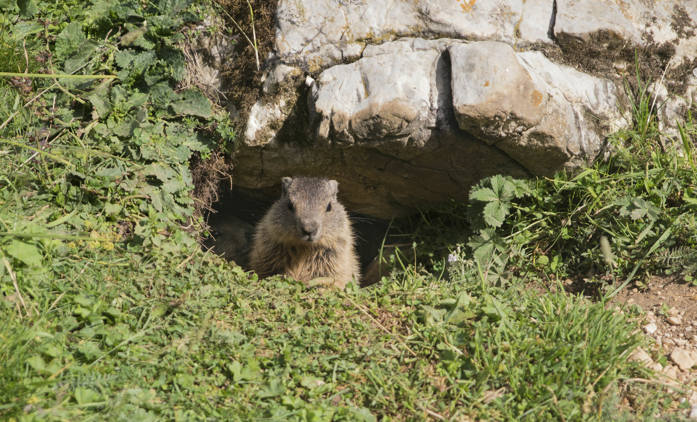 Curious marmots...