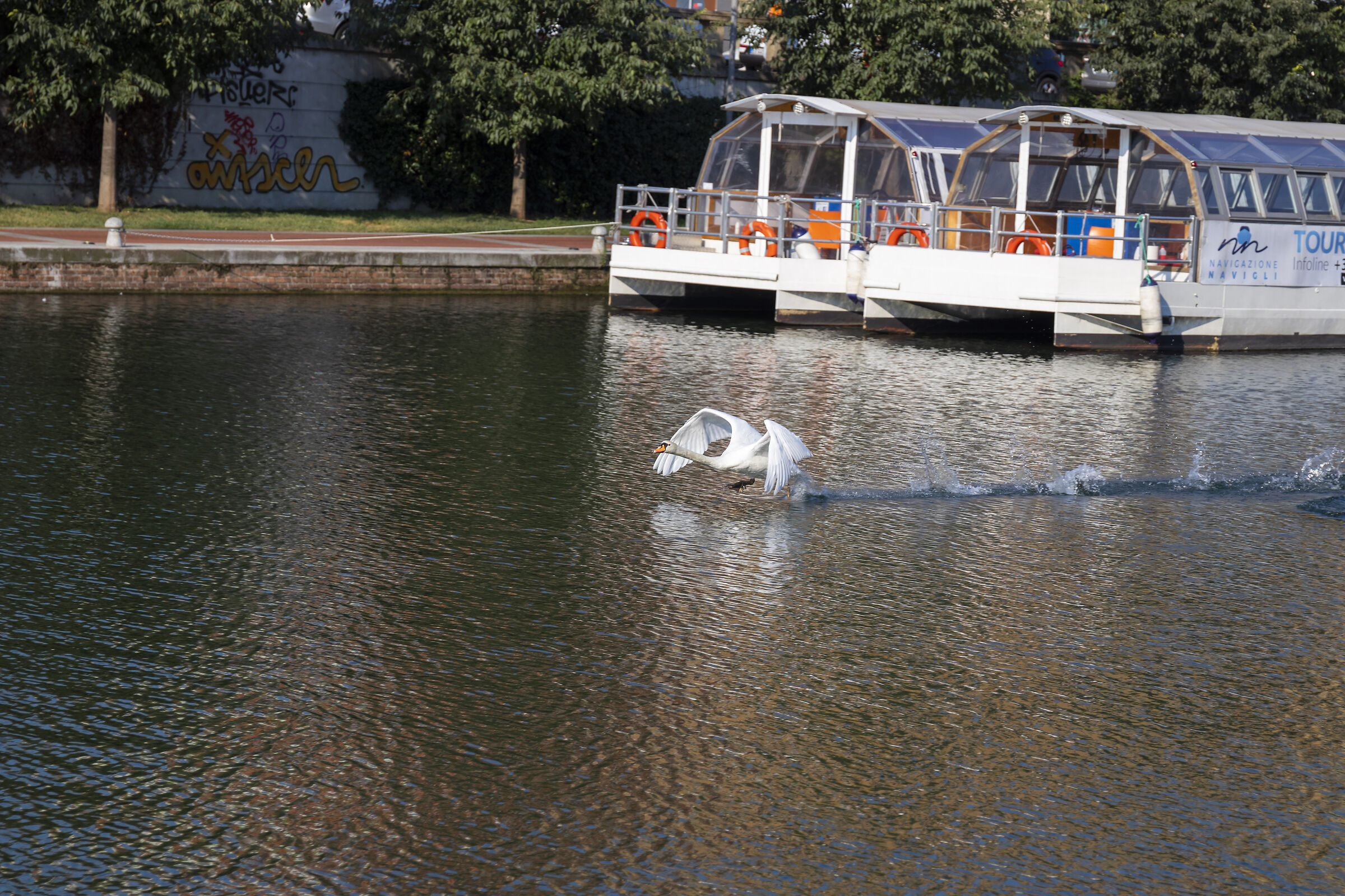 Swans in dock...