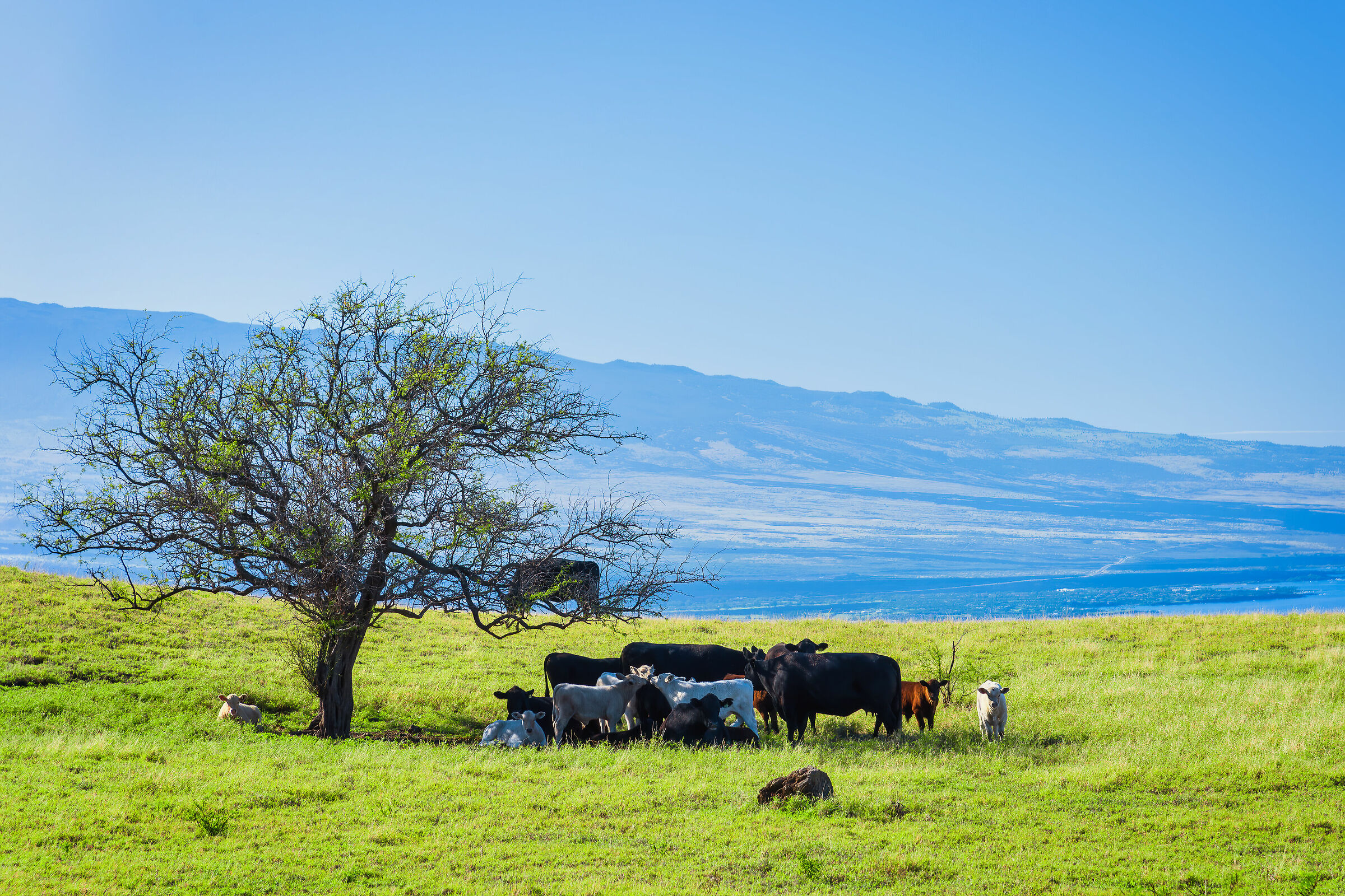 Pastures in Kohala Coast...