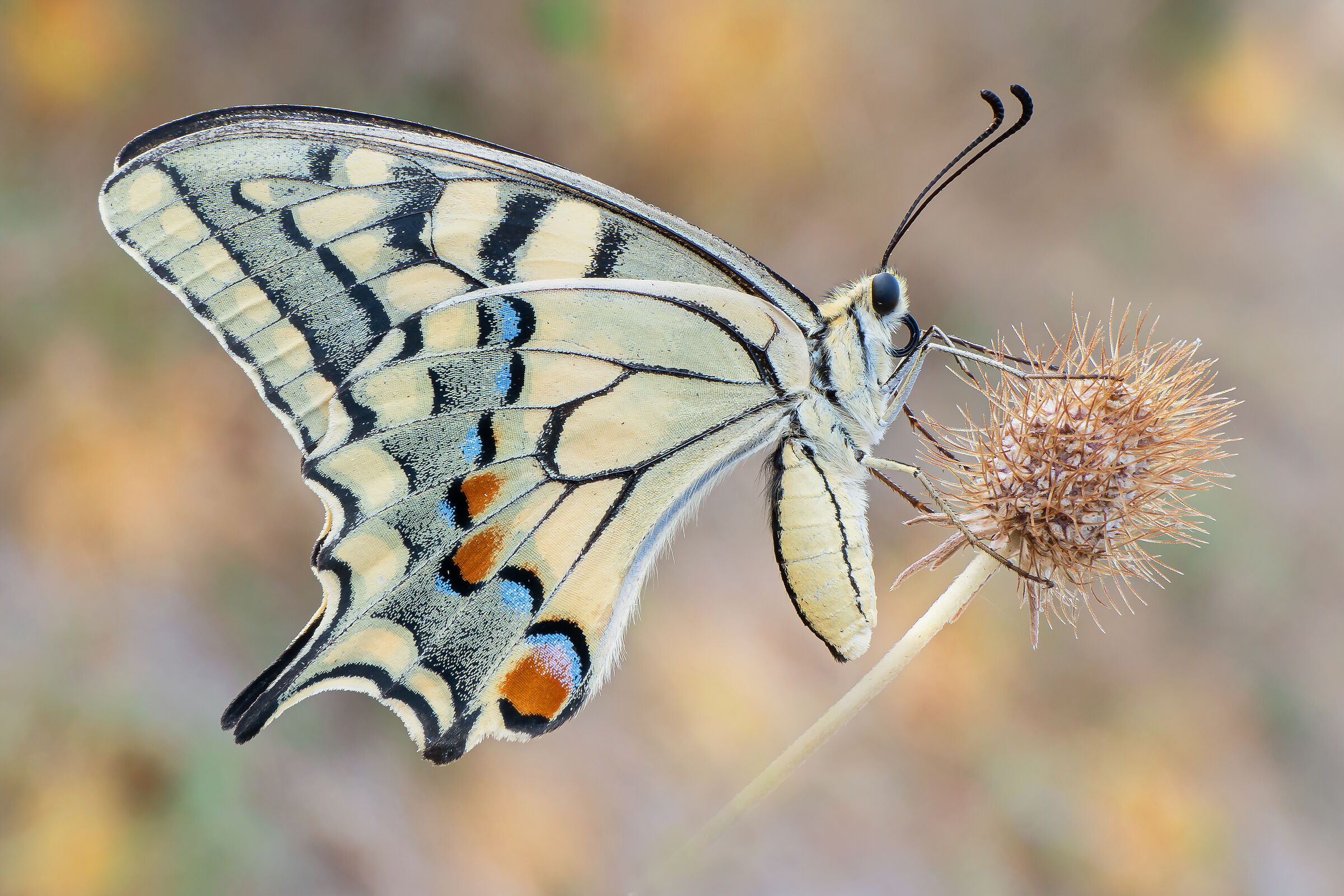 Machaon Papilio...