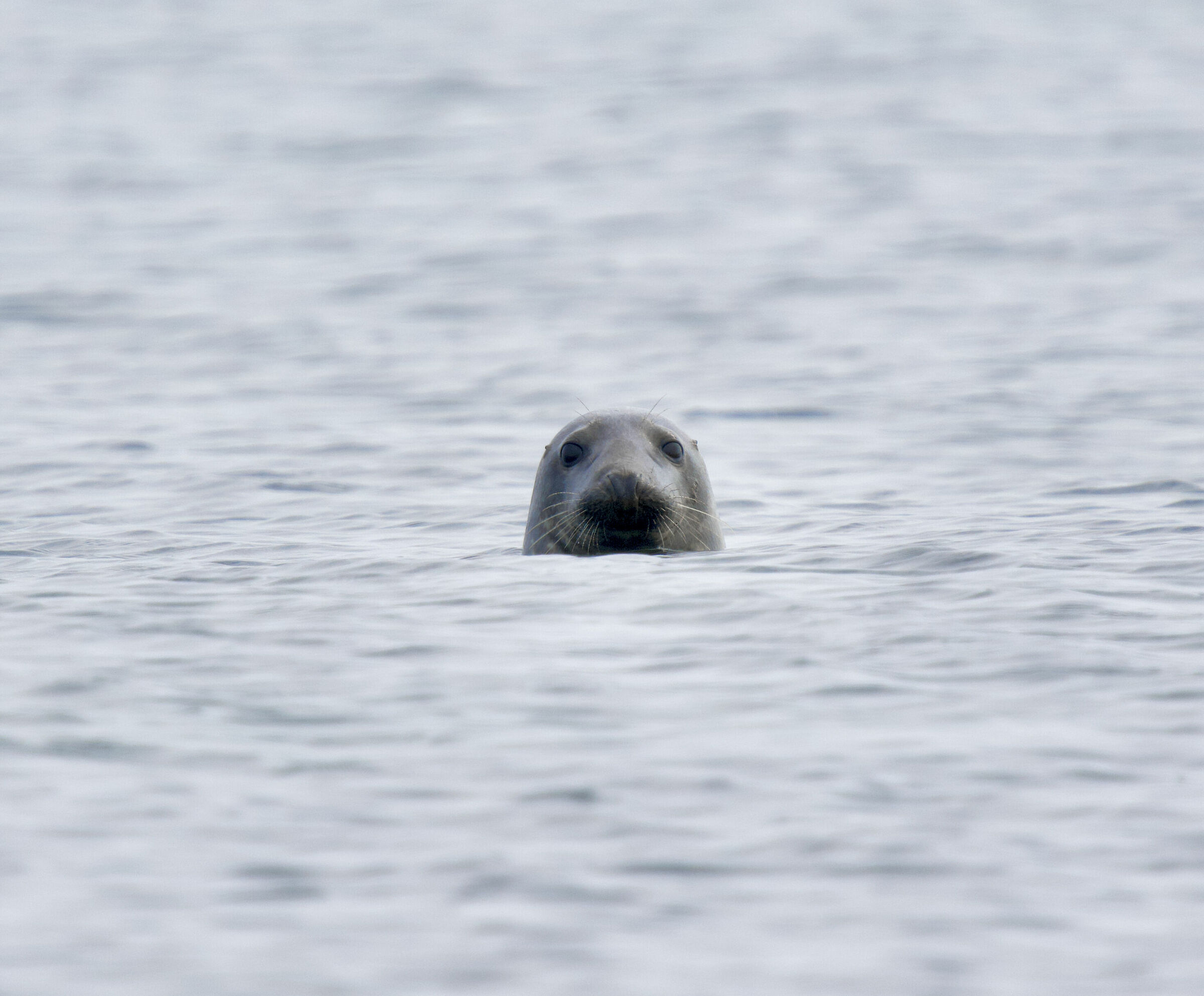Grey seal...