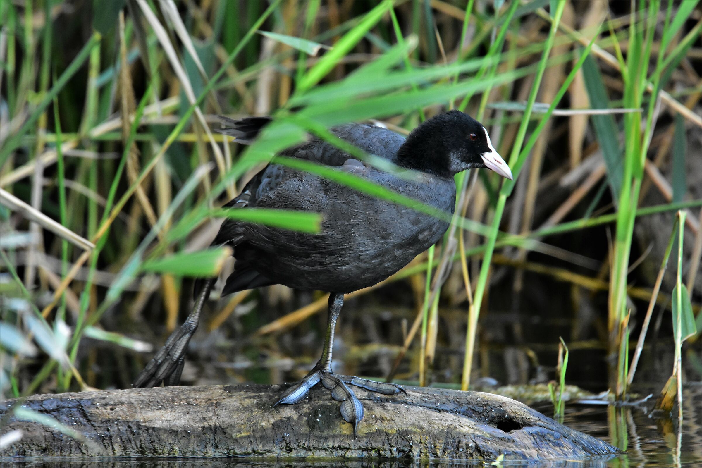 Young Coot...