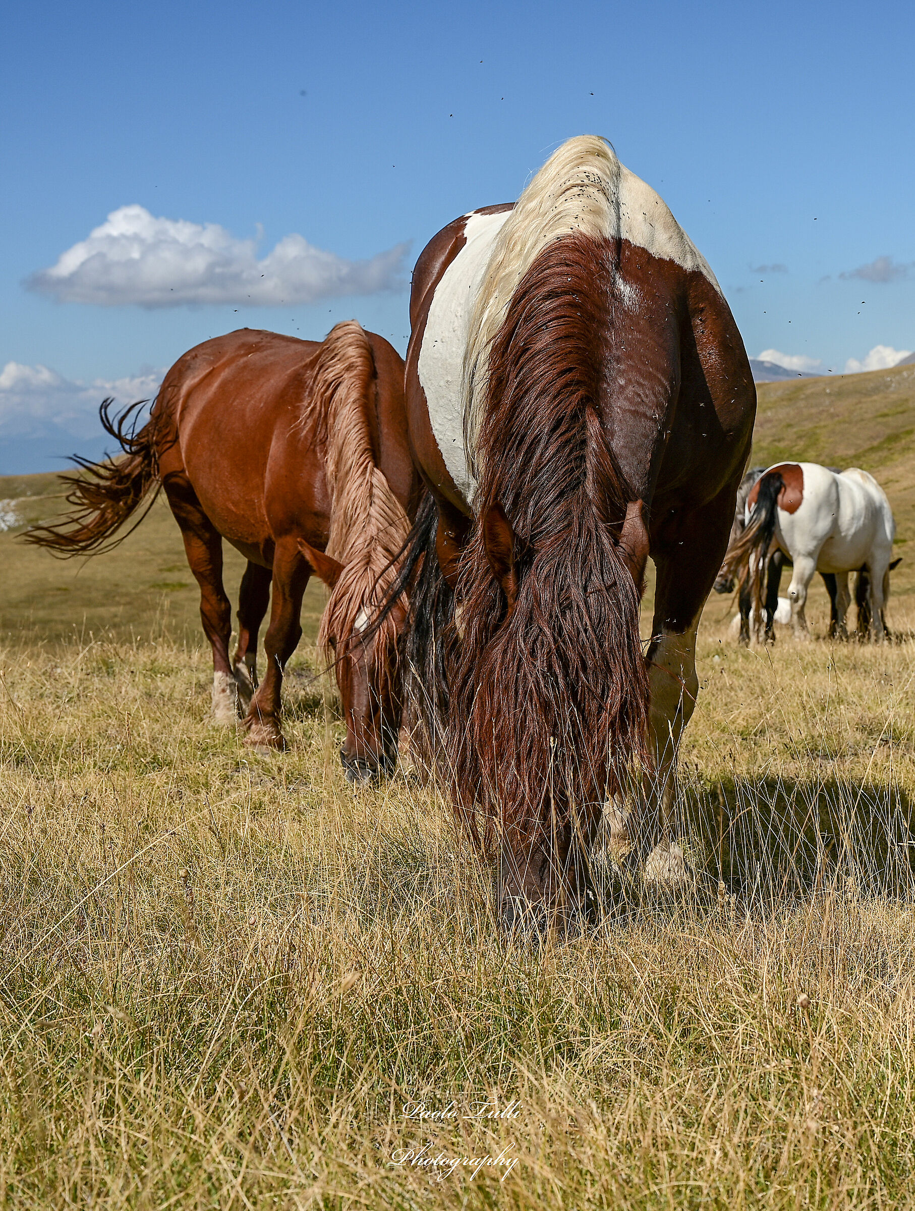 Horses grazing at Emperor's Field...