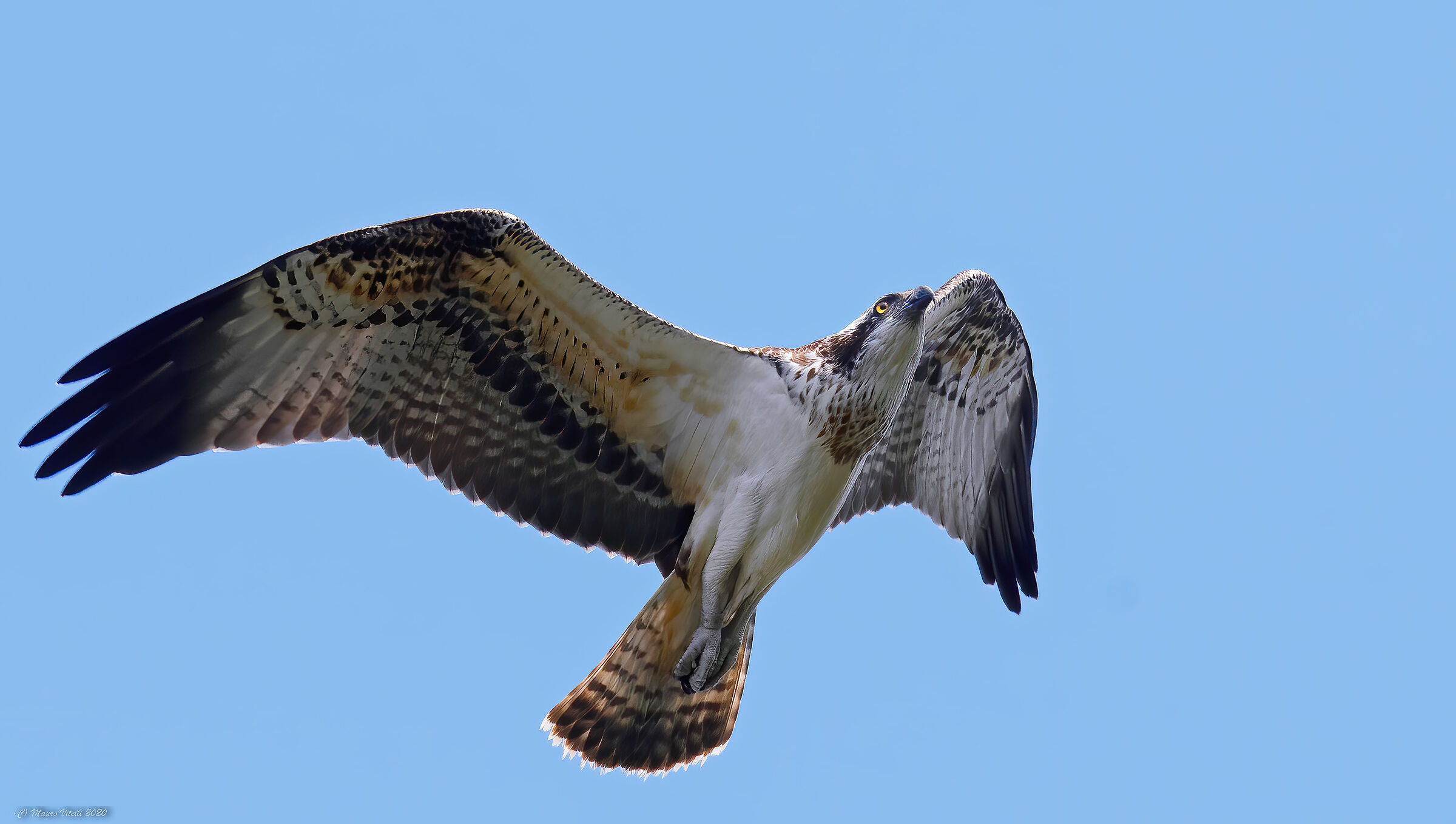 Falco Pescatore (Pandion haliaetus)...