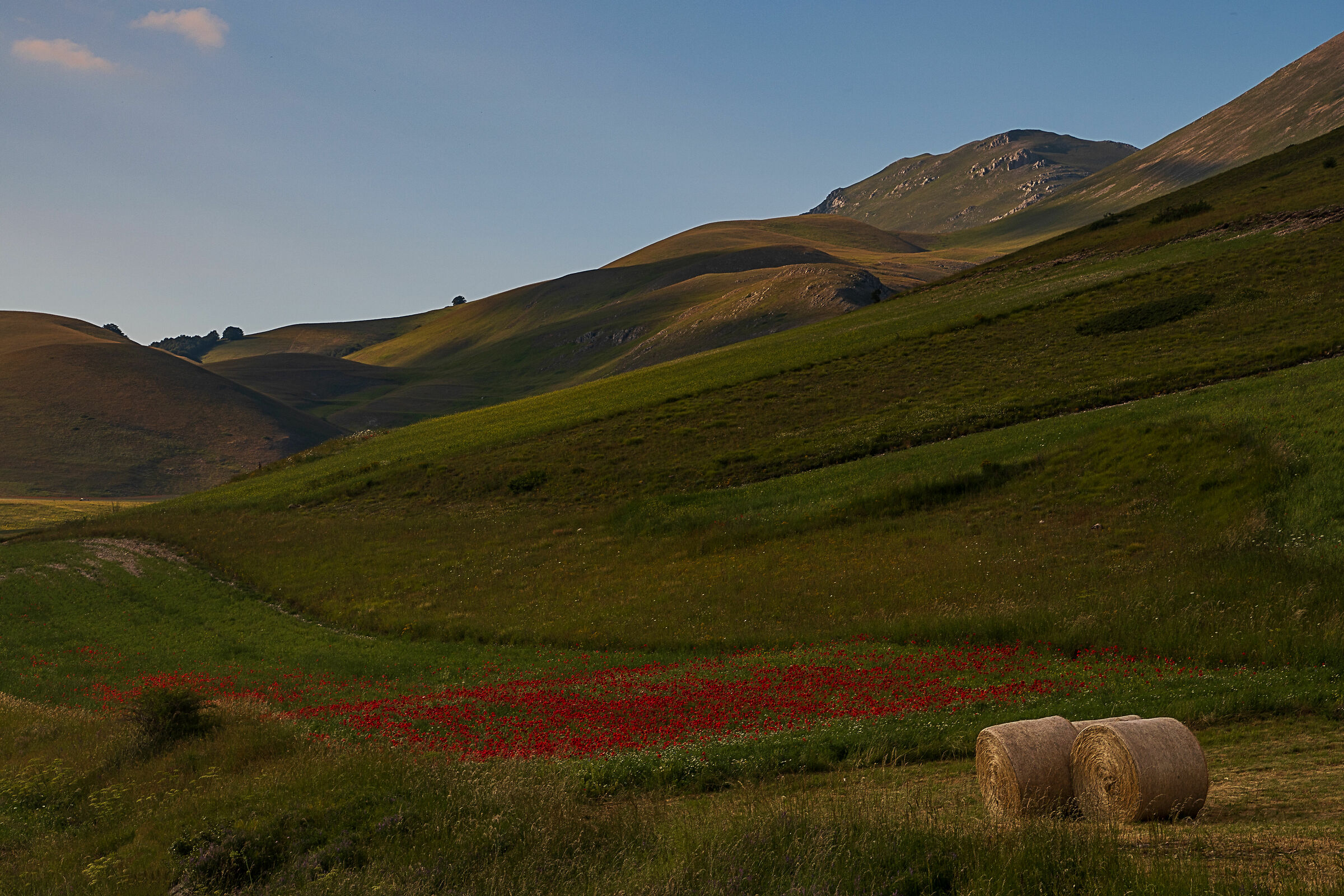 Poppies and bales...