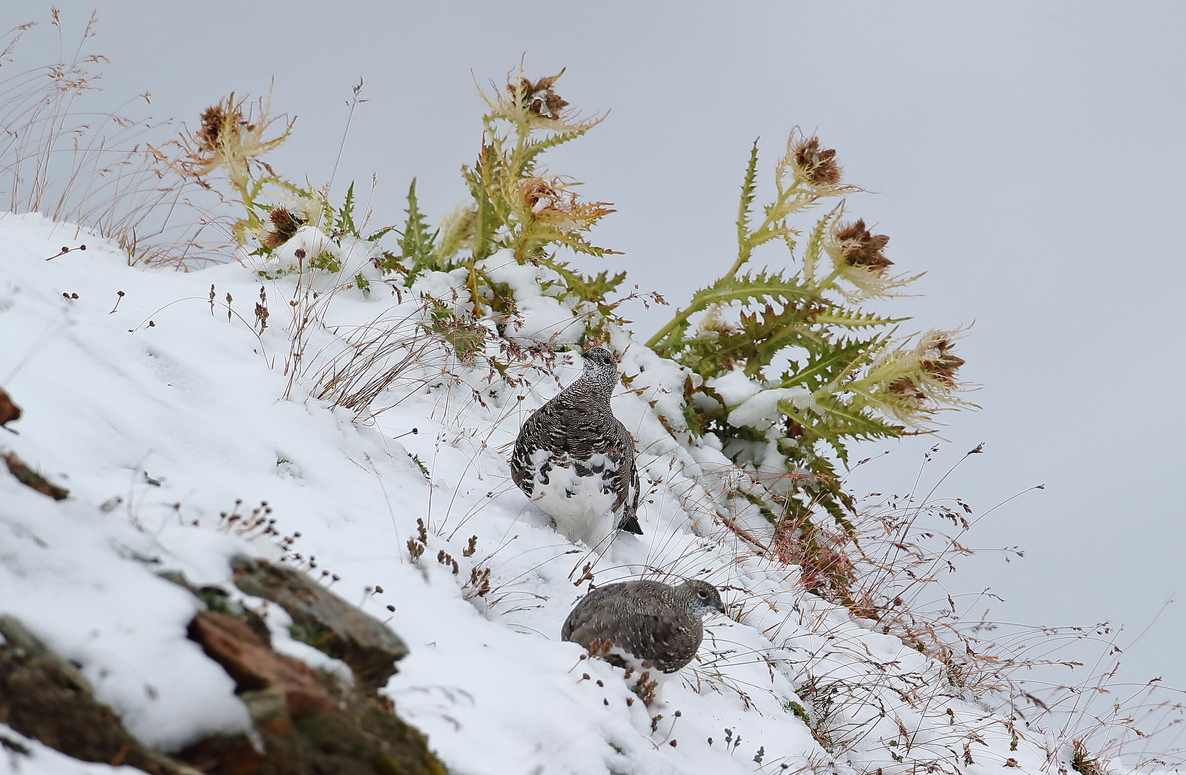 On the first snow between the thistles...
